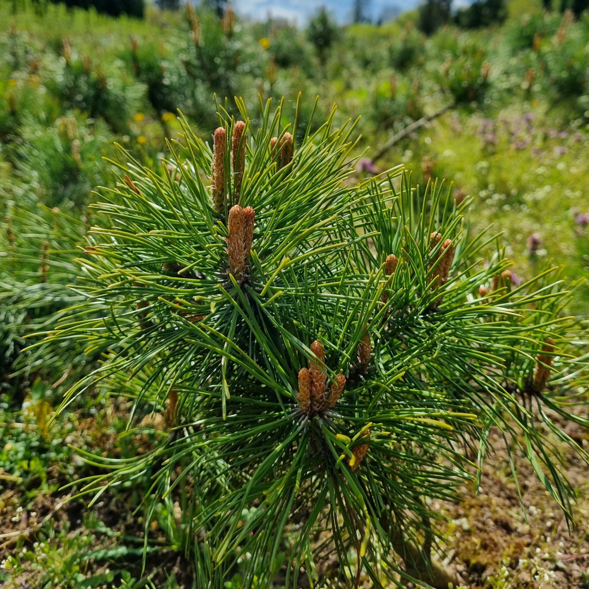 Pavasaris atkeliavo: laikas sodinti ir kurti žaliąją oazę!