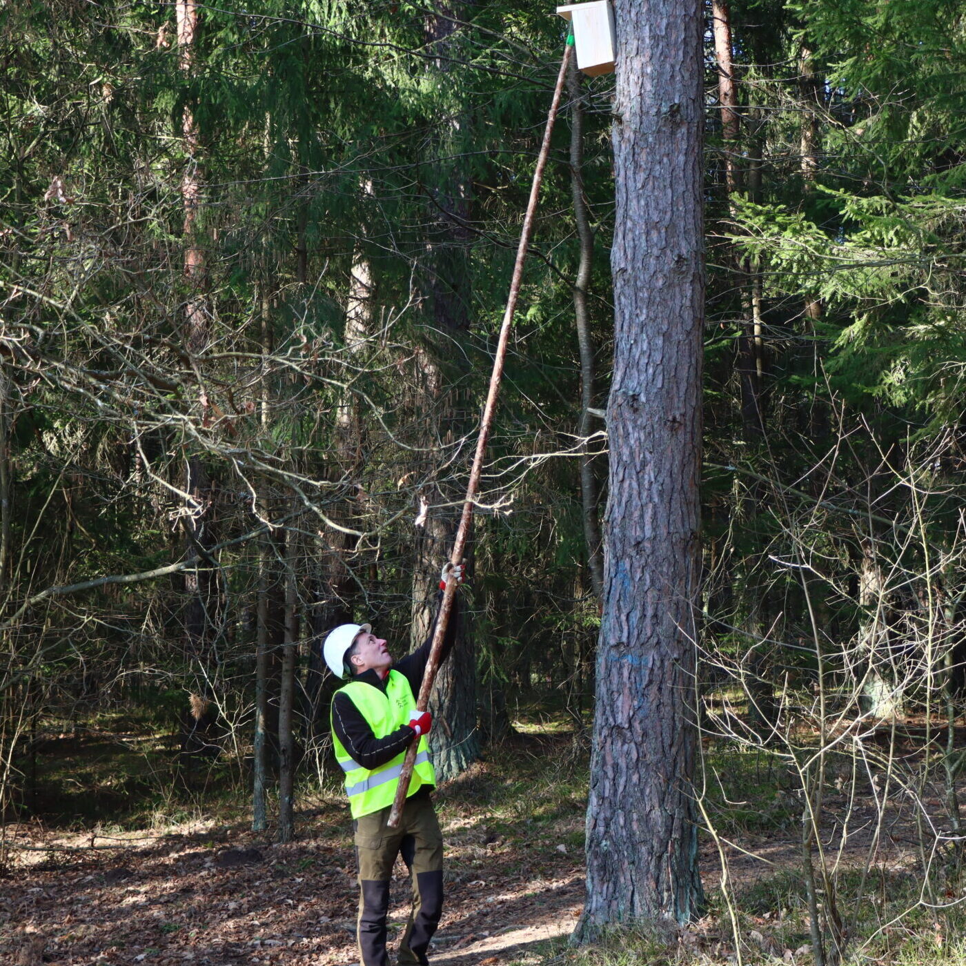 Daugiau nei 8 tūkst. miškininkų rankomis sukaltų inkilų – šalyje vyko akcija „Paukščiai grįžta namo“