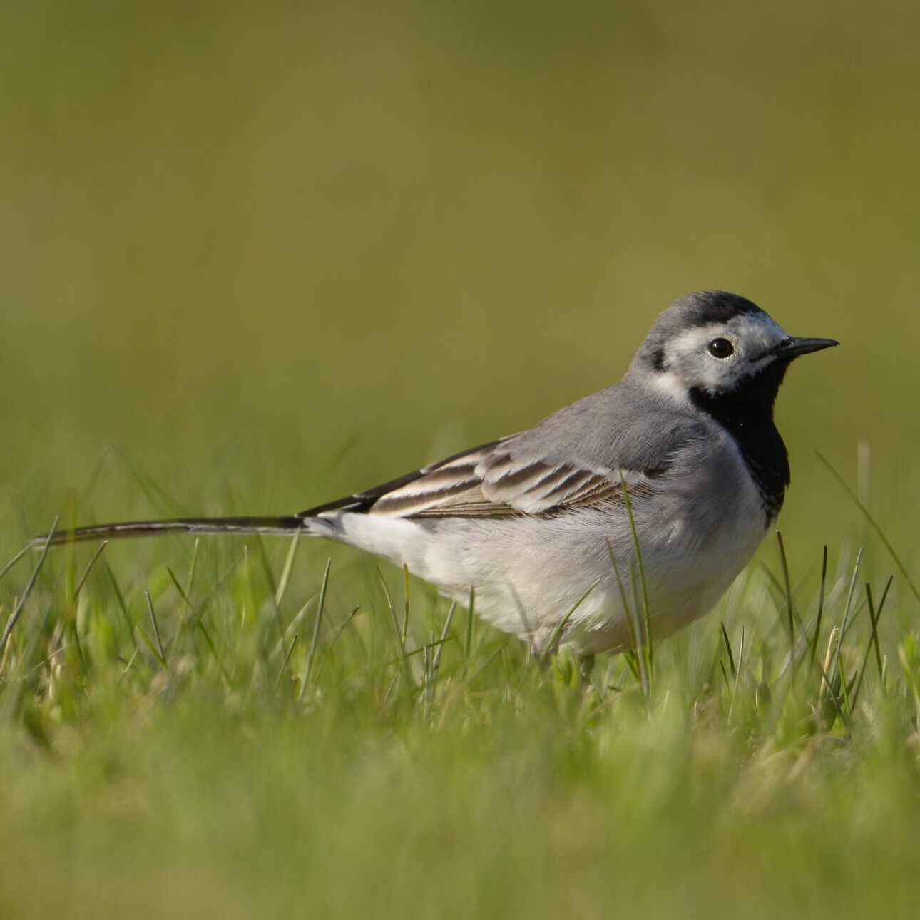 Mokinius į pamokas kvies paukščių balsai: lai ulba čiulba visos Lietuvos mokyklos!  