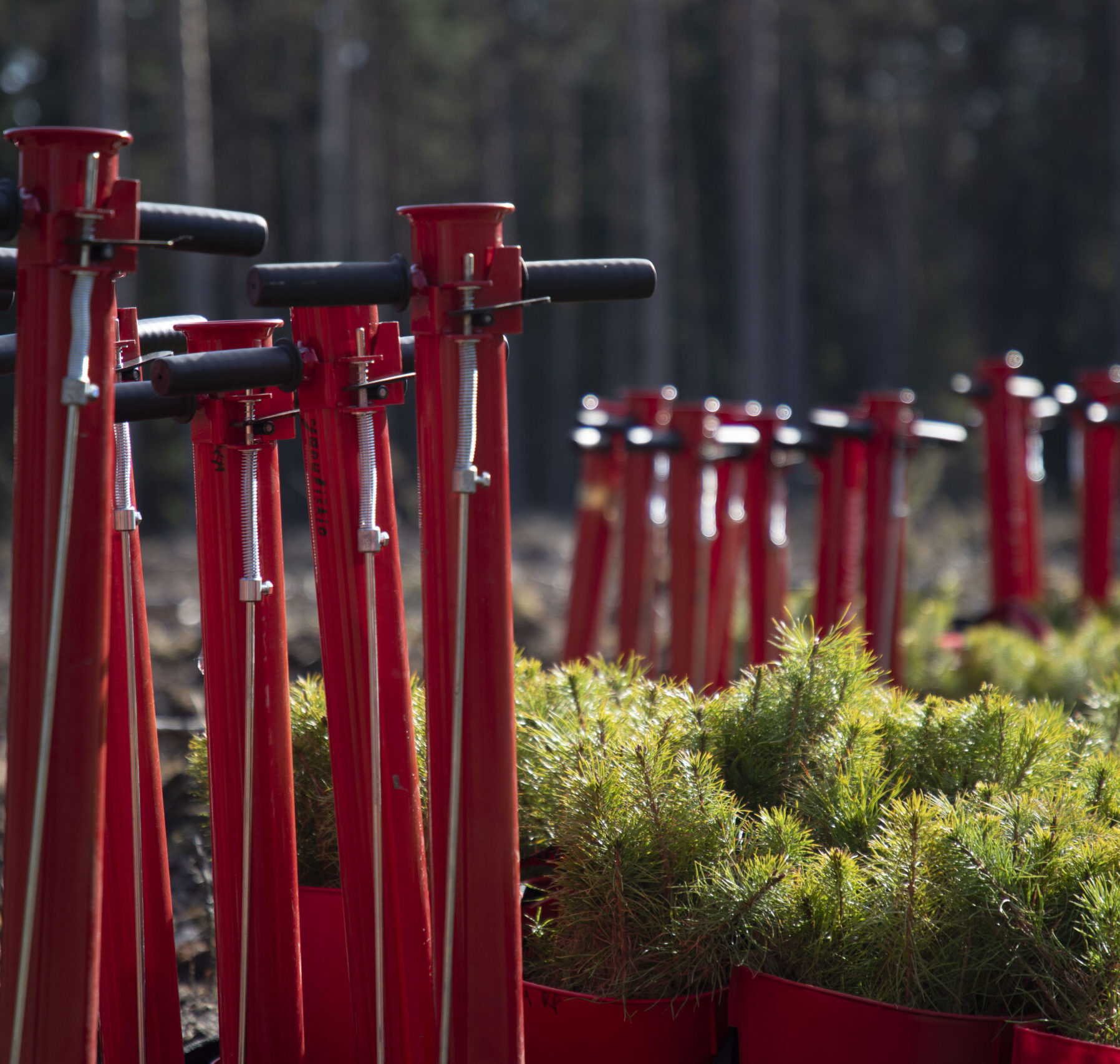 Nacionalinis miškasodis 2025 – visoje Lietuvoje buvo sodinami laisve ošiantys miškai
