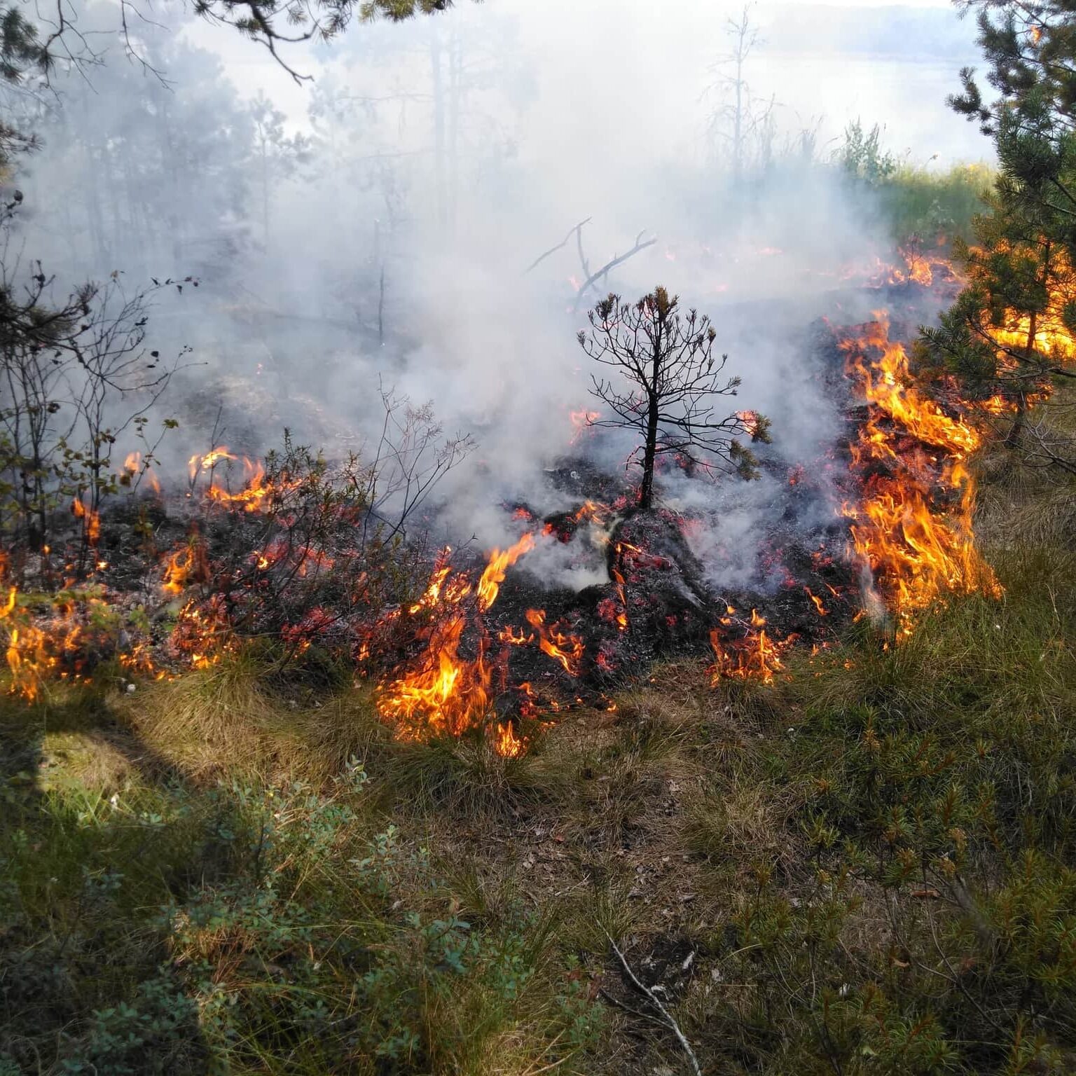 Miškininkai imasi veiksmų pavasariniams gaisrams užkardyti