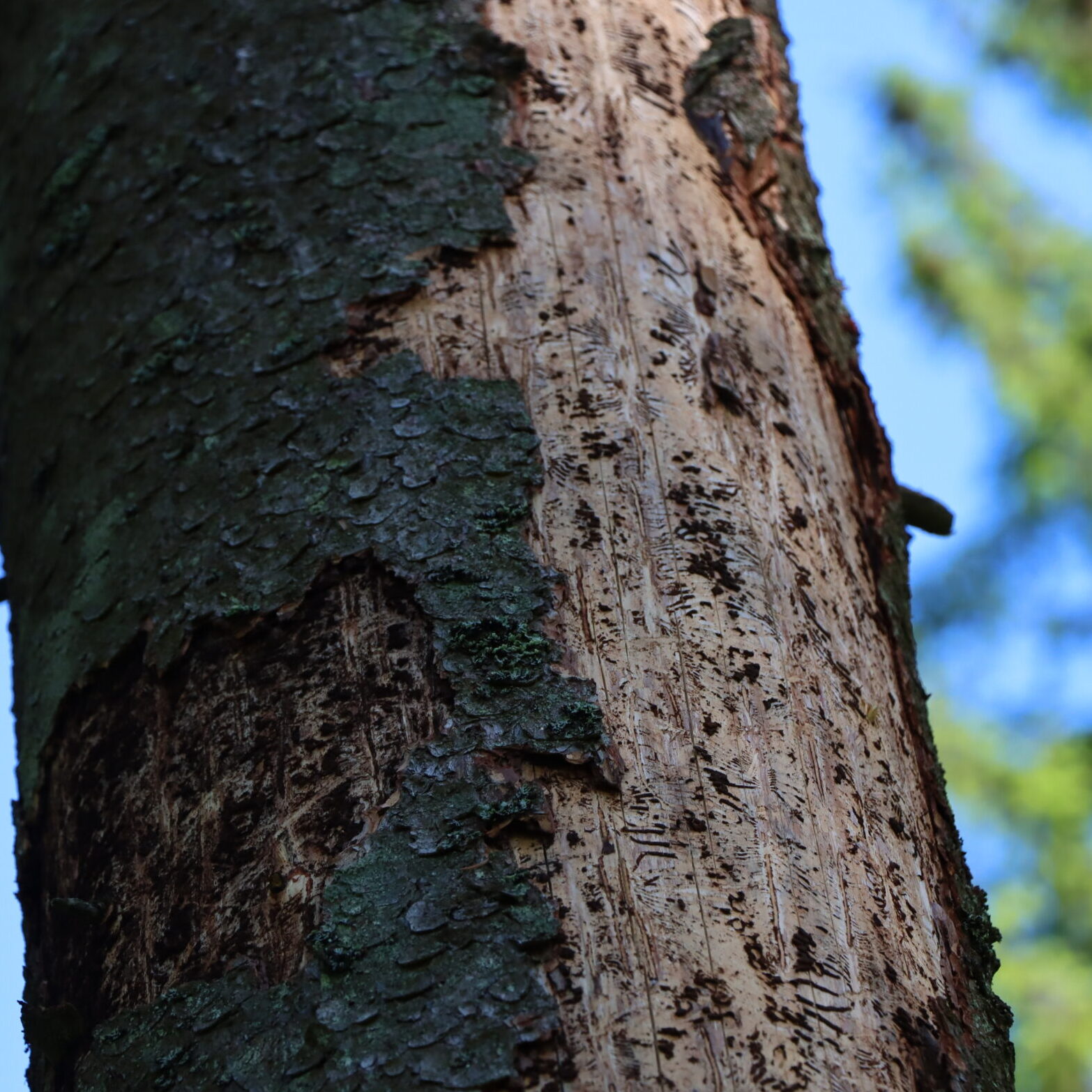 Kazlų Rūdoje dėl žievėgraužio tipografo skelbiama stichinė nelaimė