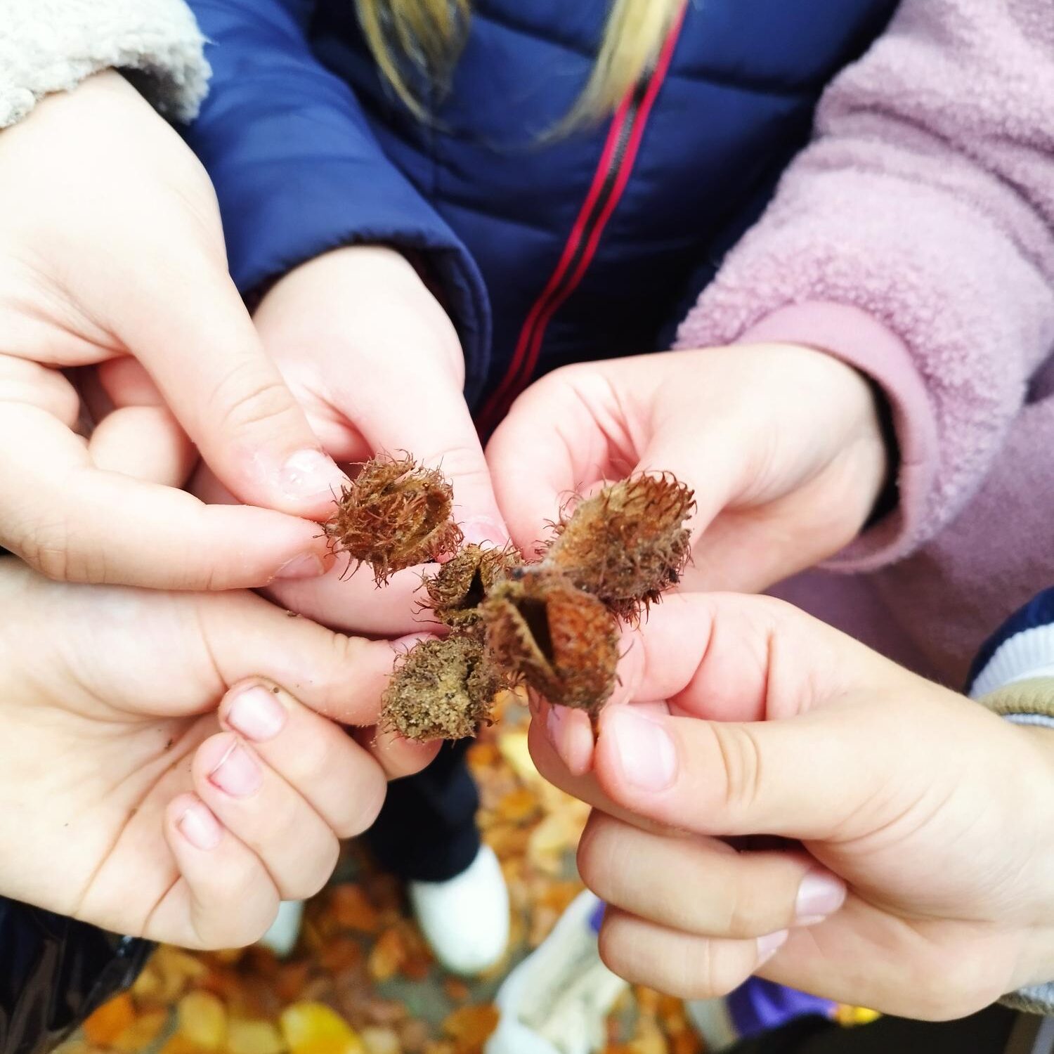 Pirmoji šalyje miškininkystės olimpiada „Mes miškui – miškas visiems“: finaliniame etape varžysis daugiau nei 100 moksleivių