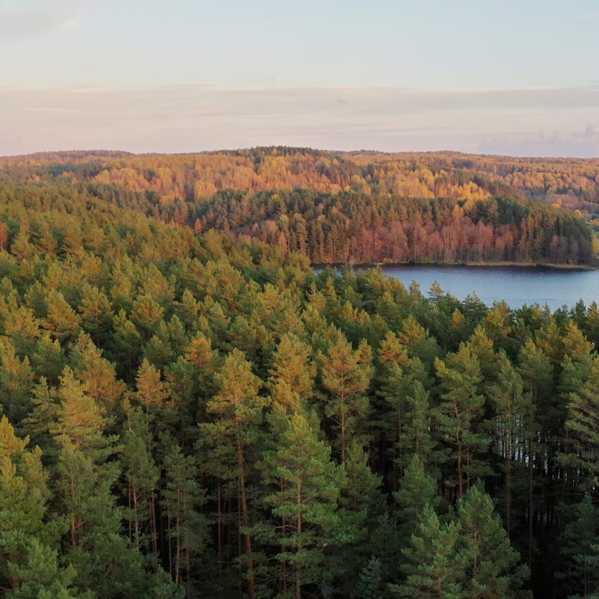 Valstybinių miškų urėdijai bus suprojektuota ir perduota 15 tūkst. ha valstybinių miškų