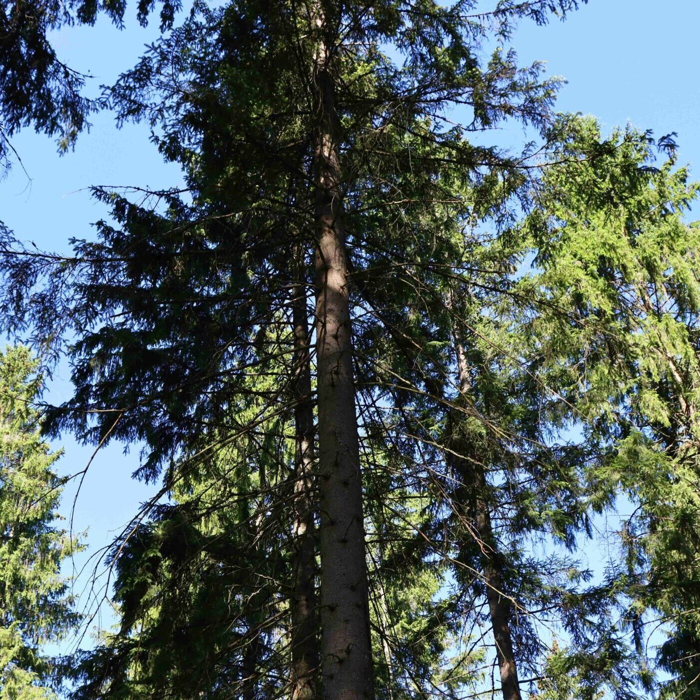 Valstybinių miškų sanitarinė būklė: žievėgraužio tipografo židinių mažėja, tačiau auga kitų kenkėjų daroma žala