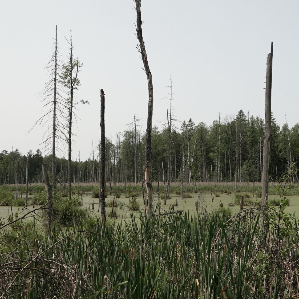 LIFE ForestHabitatLT išvyka į Lenkiją