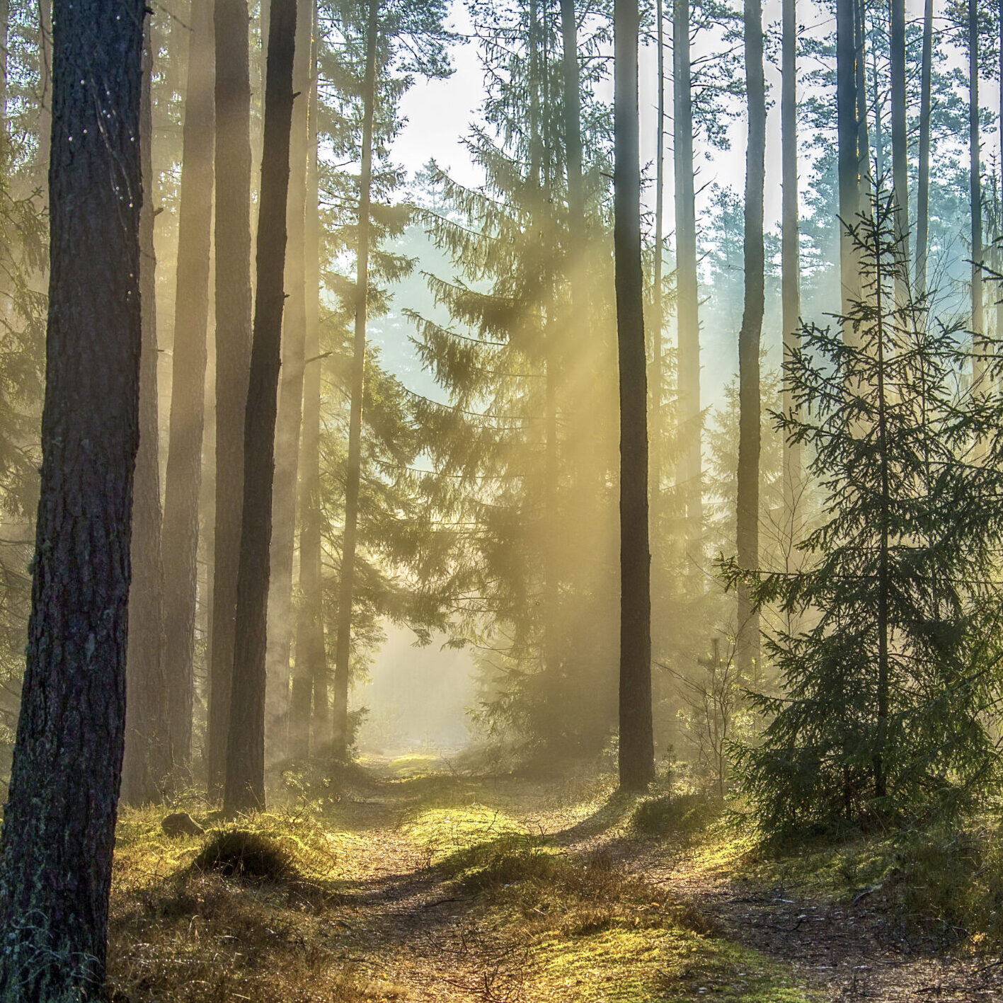 Bioįvairovė miške: kaip užtikrinti, kad naudojant mišką būtų išsaugota jo biologinė įvairovė?