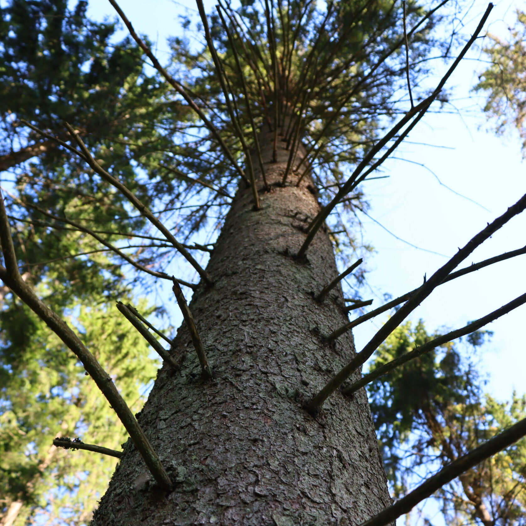 Stichinė nelaimė dėl žievėgraužio tipografo skelbiama ir Šalčininkų rajono miškuose