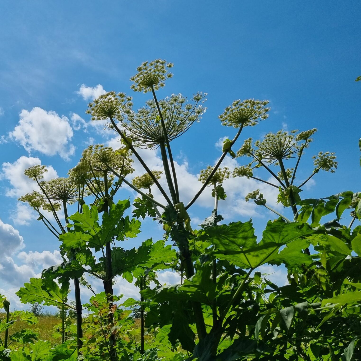 Miškininkai naikina pavojingus augalus – didžioji dalis Lietuvos miškų jau išvalyta