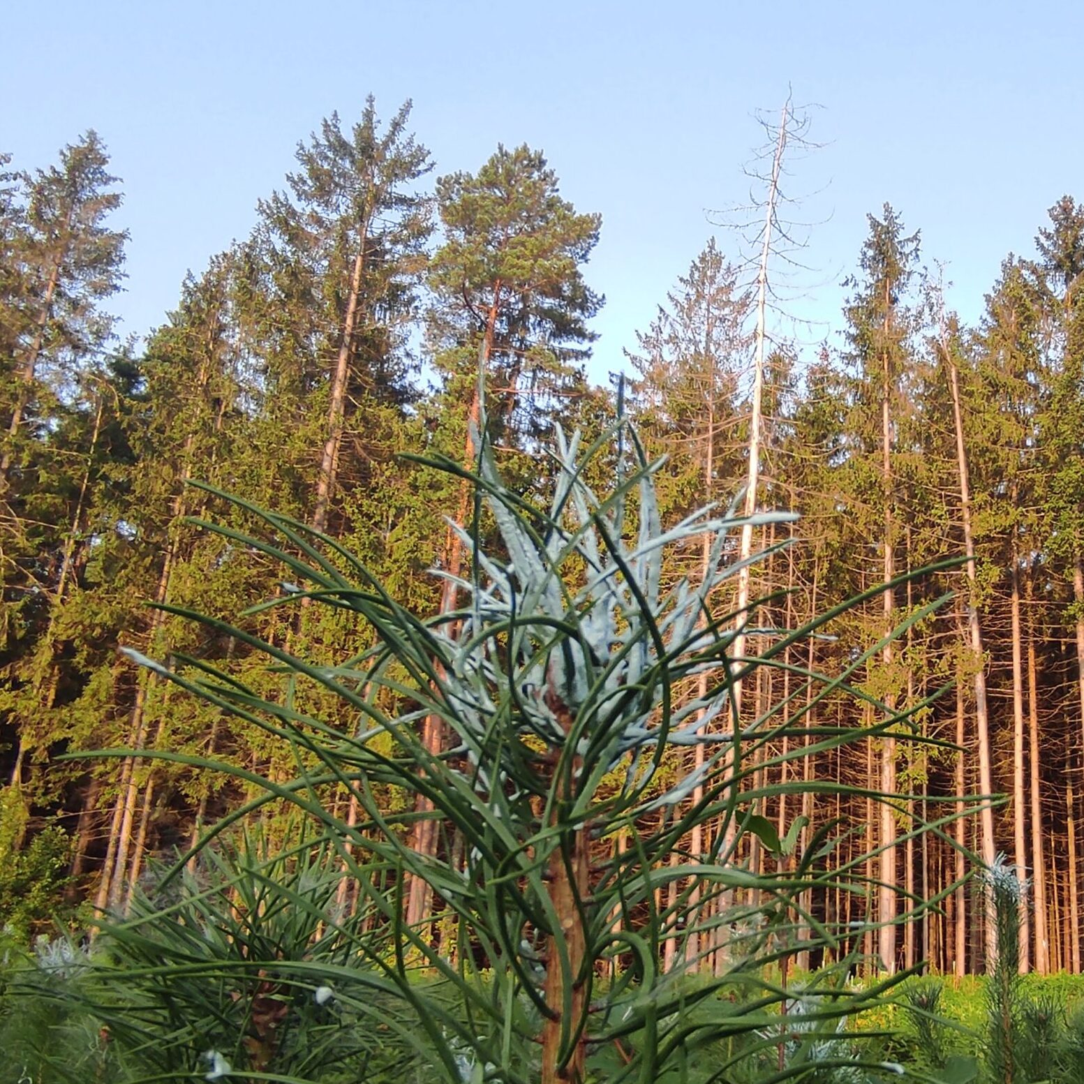 Žaliuojantys plotai raudonuose skaičiuose: ar Lietuvoje kertama per daug?
