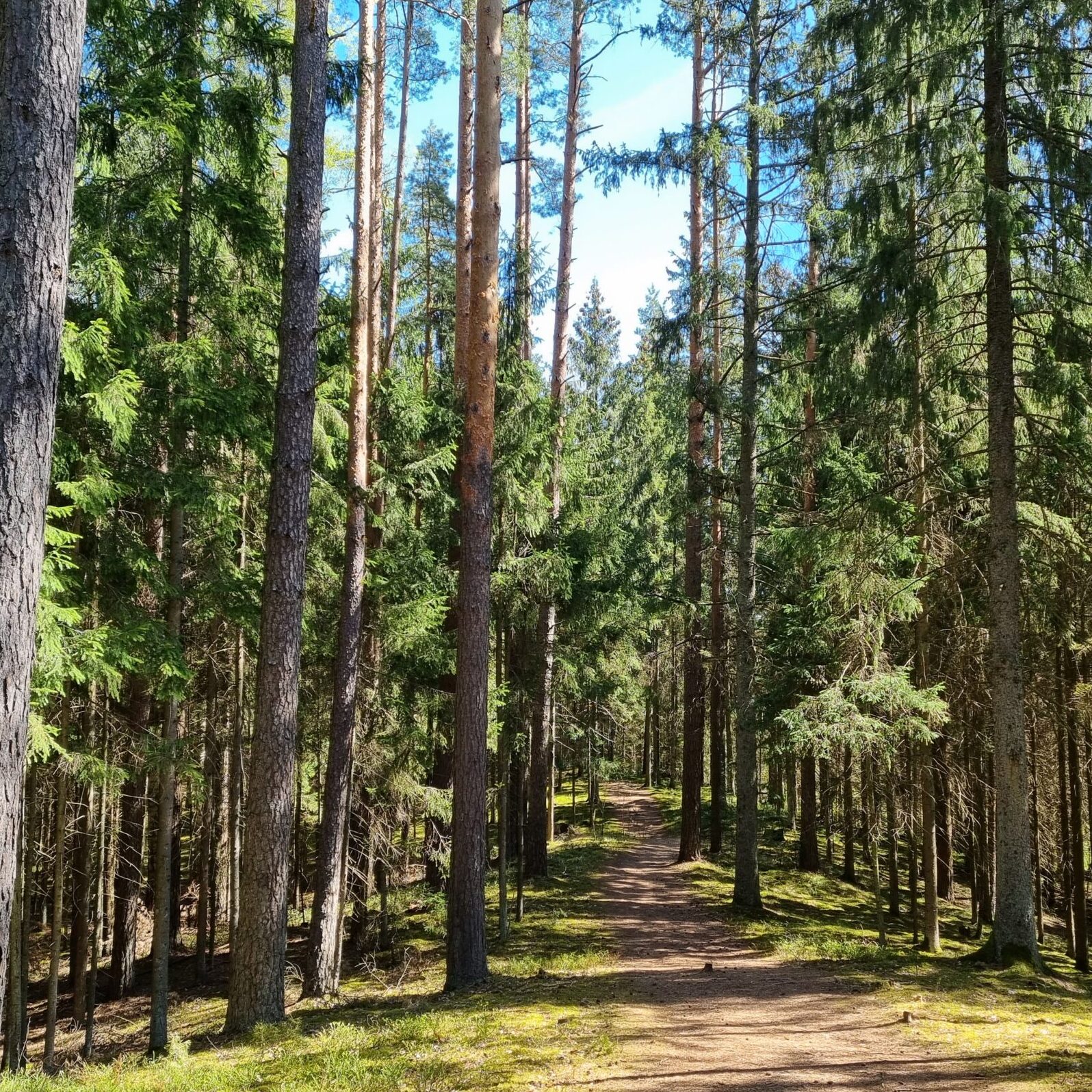 Miškų politika be mitų: faktai apie kirtimus ir apsaugą