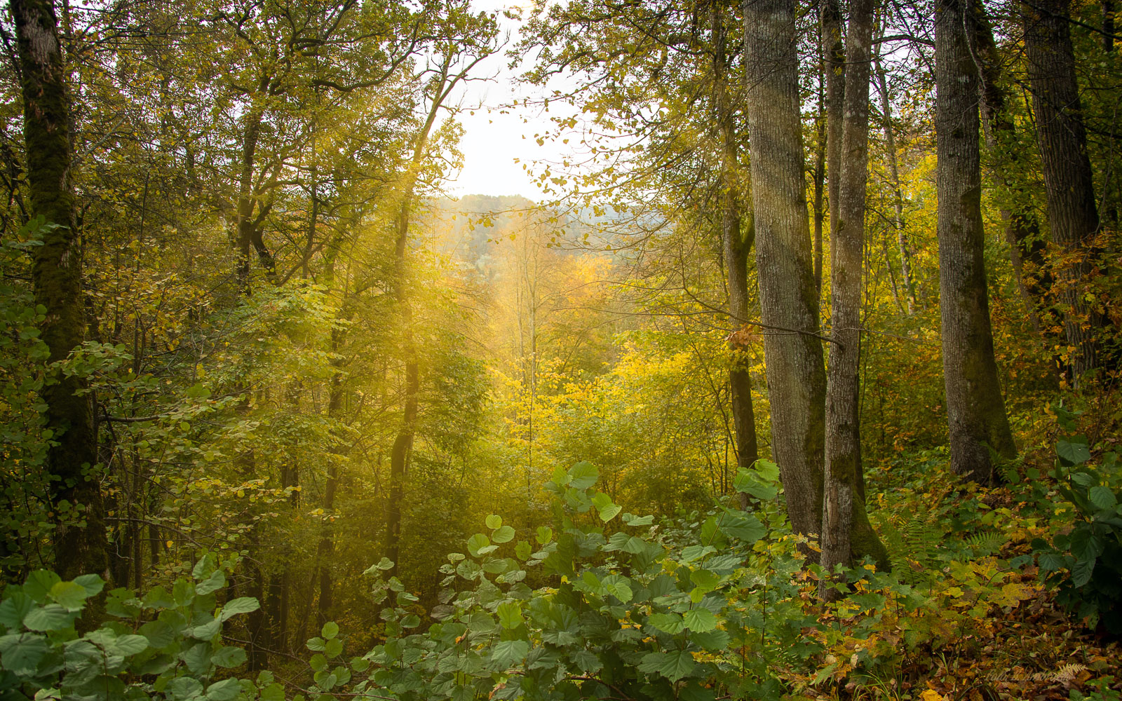 Informacinis pranešimas apie rengiamą valstybės įmonės Valstybinių miškų urėdijos Trakų regioninio padalinio vidinės miškotvarkos projekto keitimą