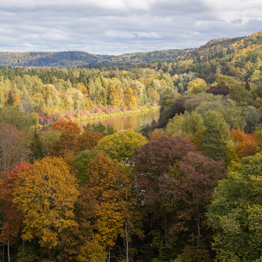 Kaip miškininkai puoselėja rekreacinius miškus arba kam reikalingi kraštovaizdžio formavimo kirtimai?