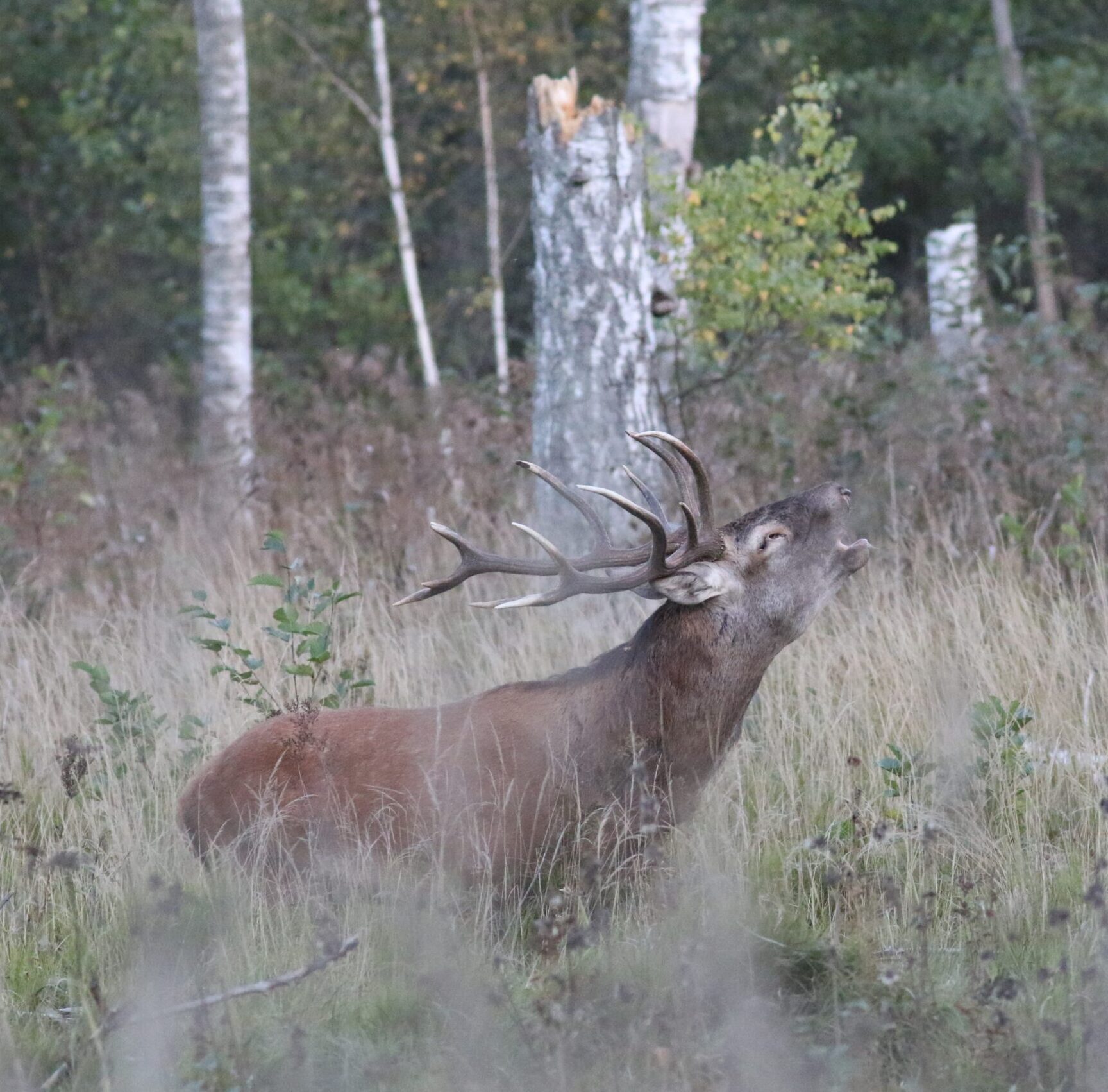 Kai miškai „dainuoja“ – tauriųjų elnių ruja artėja prie kulminacijos