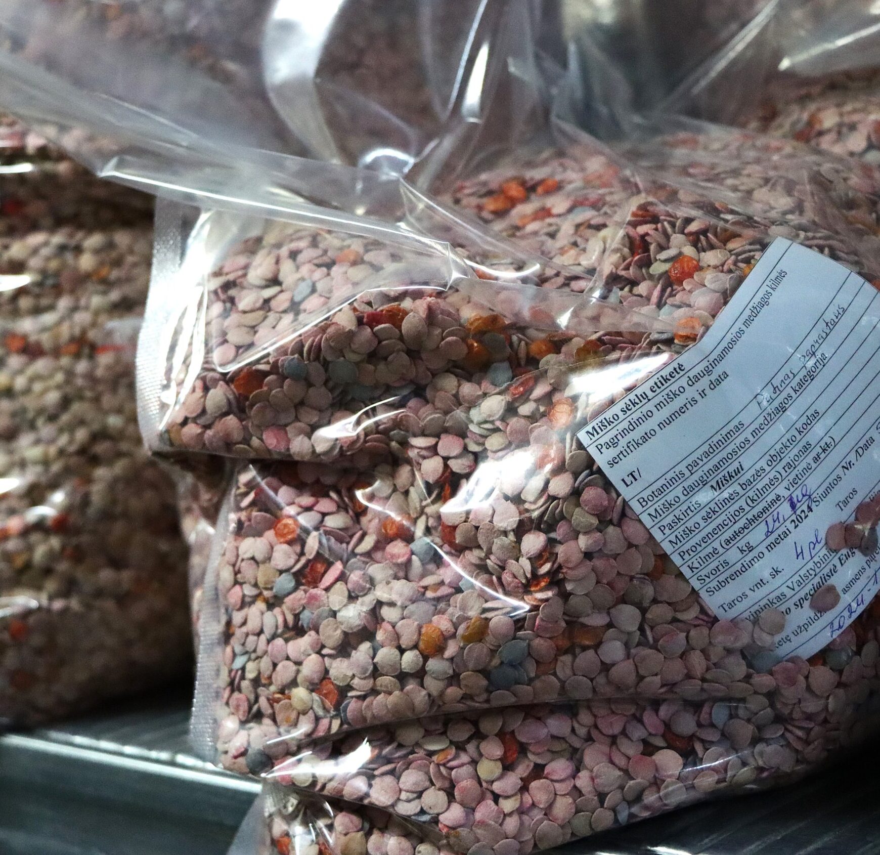 Nuo sėklos iki girios: miškininkų darbas, užtikrinantis miškų ateitį