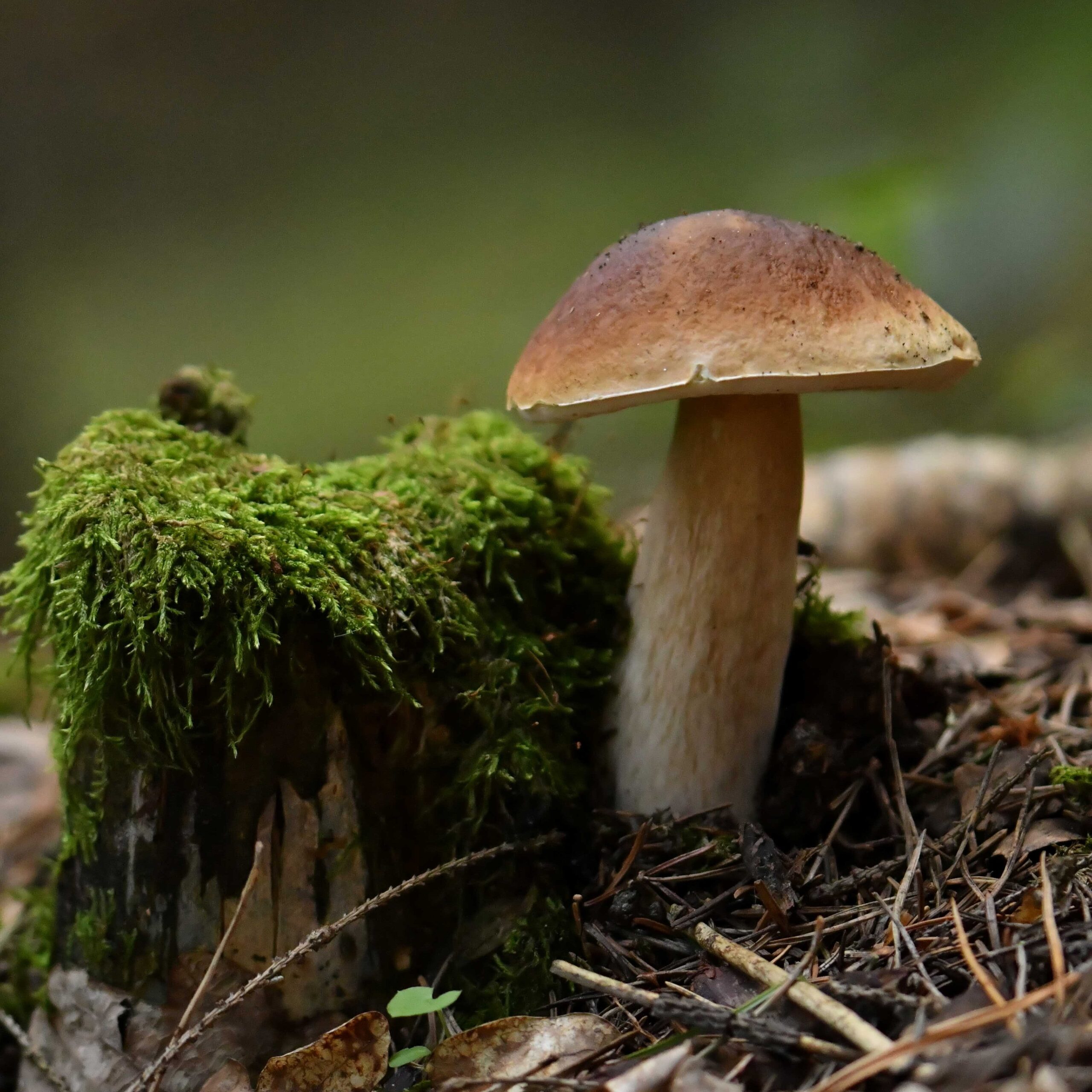 Grybų sezonas tęsiasi – ką apie juos svarbu žinoti ir kaip rasti kelią pasiklydus miške