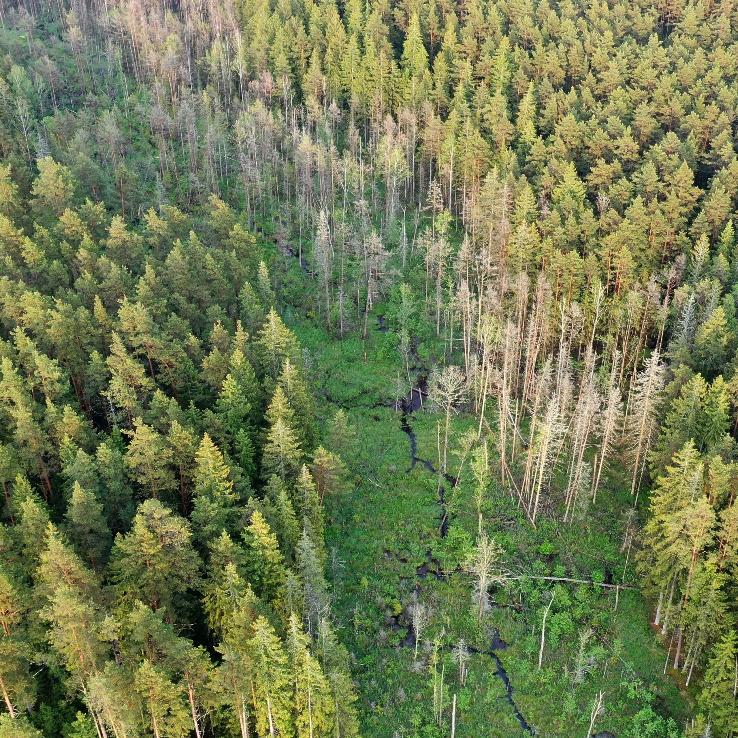 Verkių miške – vietos bendruomenei pristatyti planuojami pavojingų medžių šalinimo ir sanitariniai kirtimai