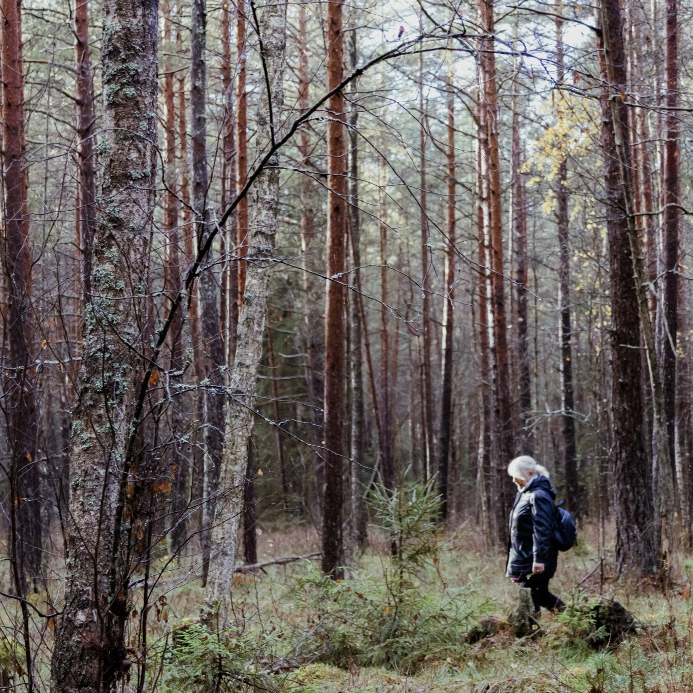 VMU dovana senjorams – miško terapijos patyriminiai užsiėmimai