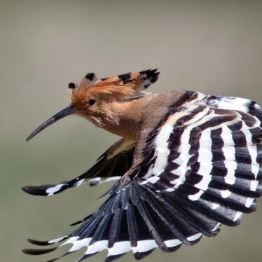 Kai kukutis įstringa „objektyve“: Bronislovo Ambrozo fotografija
