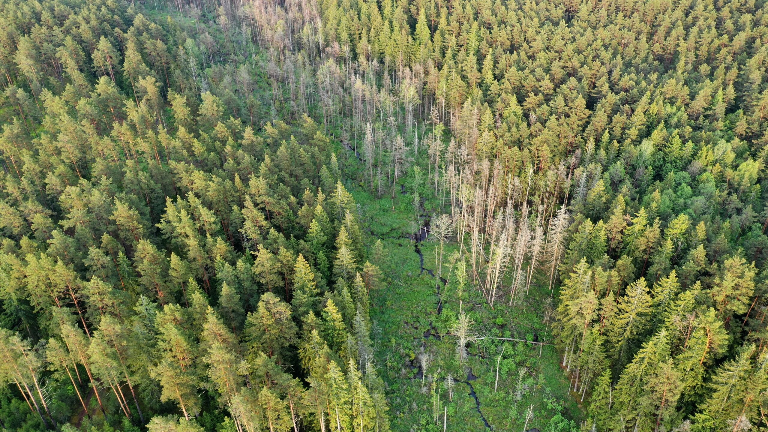INFORMACINIS PRANEŠIMAS APIE RENGIAMĄ IGNALINOS REGIONINIO PADALINIO VIDINĖS MIŠKOTVARKOS PROJEKTO KEITIMĄ 