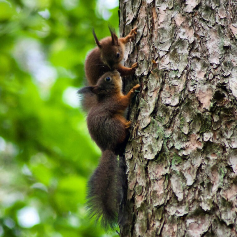 Miško paslaptys, atskleistos jaunųjų miško bičiulių fotografijose