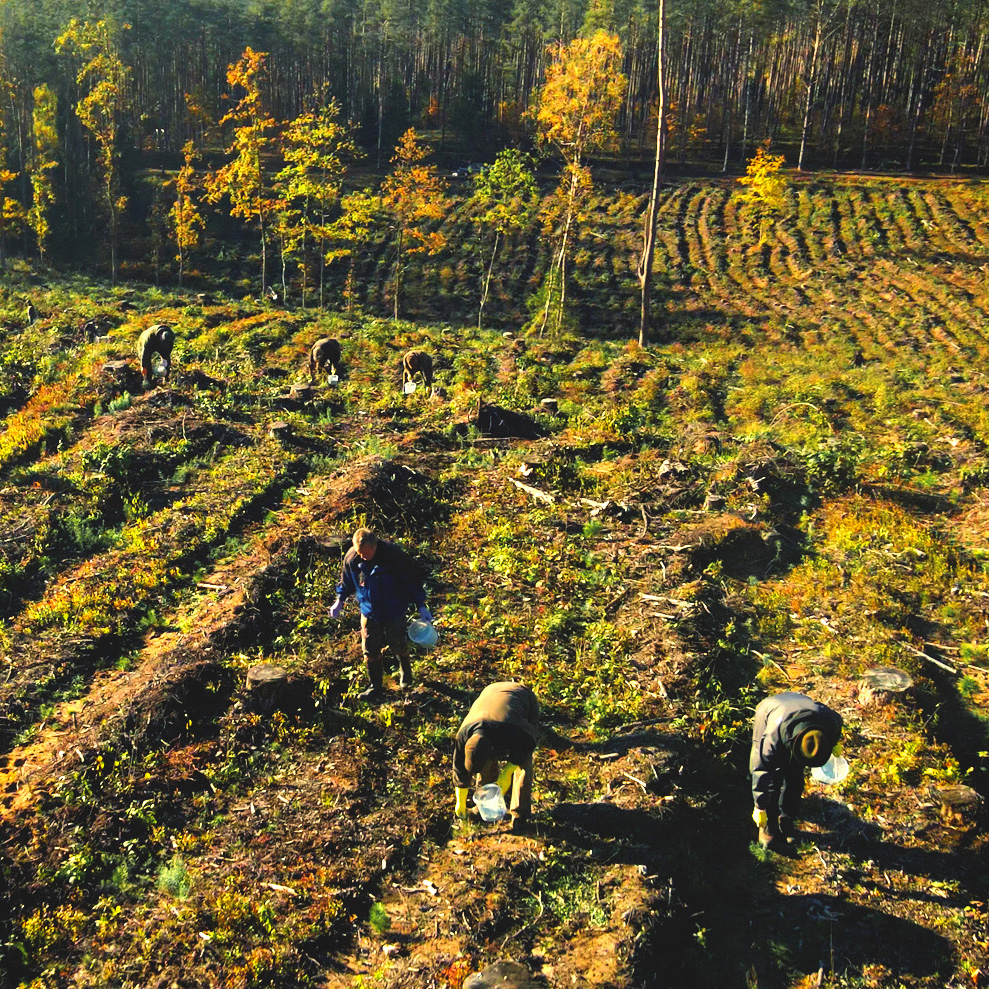 Bendromis jėgomis už miškų ateitį: iniciatyvos „Medžiotojas ir medelis“ metu apsaugota apie 600 tūkst. sodmenų