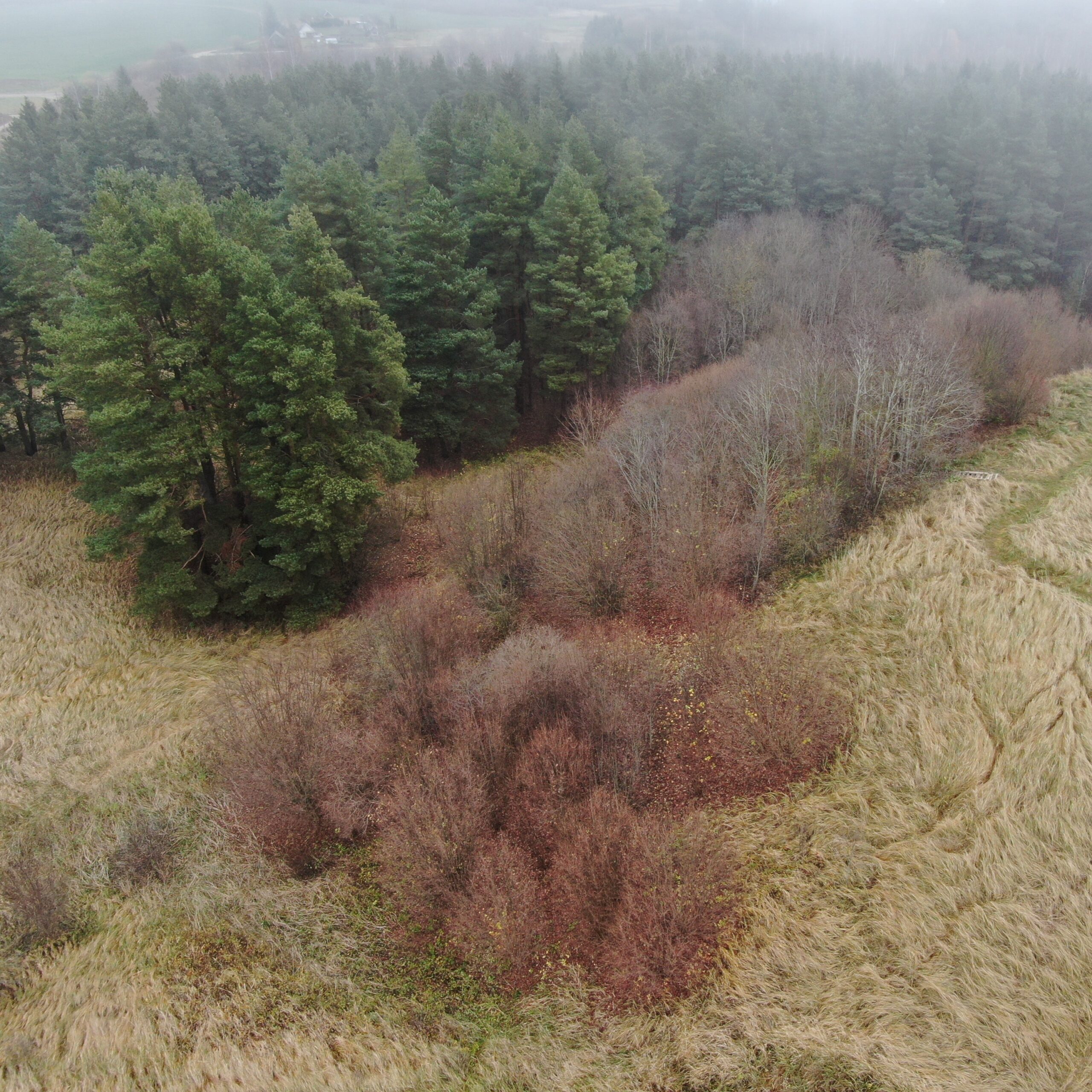 Žuvininkų piliakalnio šlaite bus vykdomi krūminės augmenijos šalinimo darbai