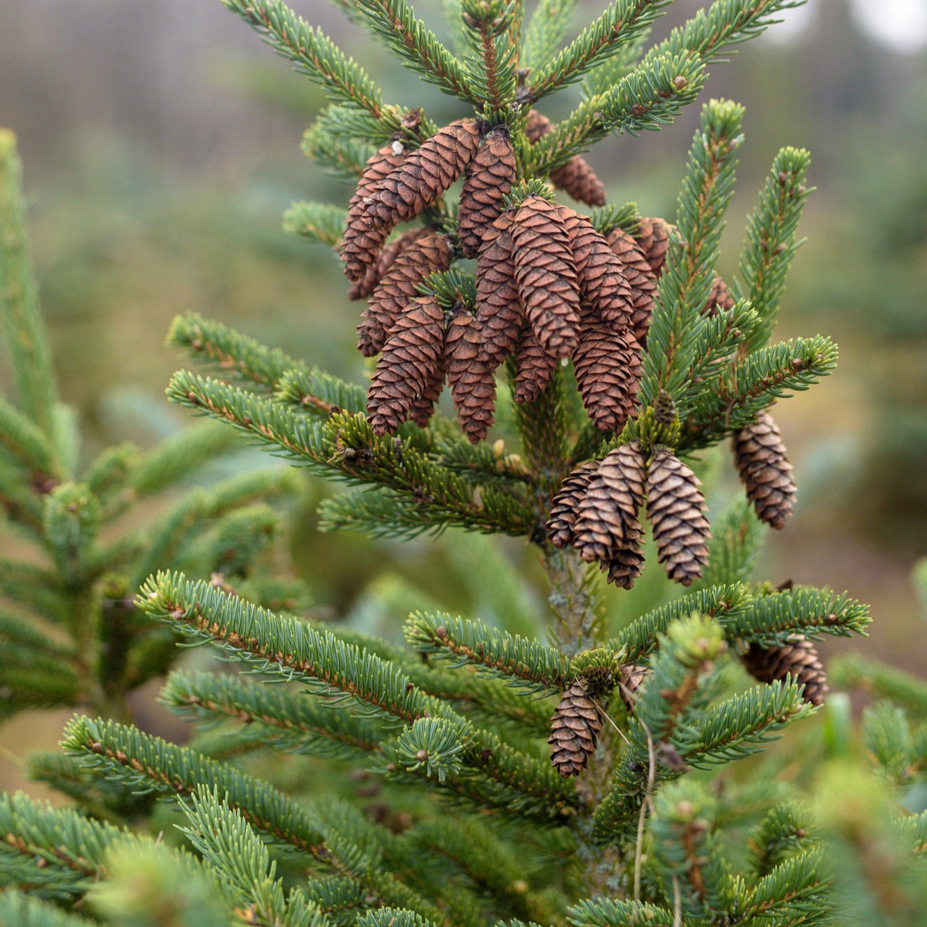 Šventinis sezonas įsibėgėja – miškininkai pradeda prekybą kalėdiniais medeliais