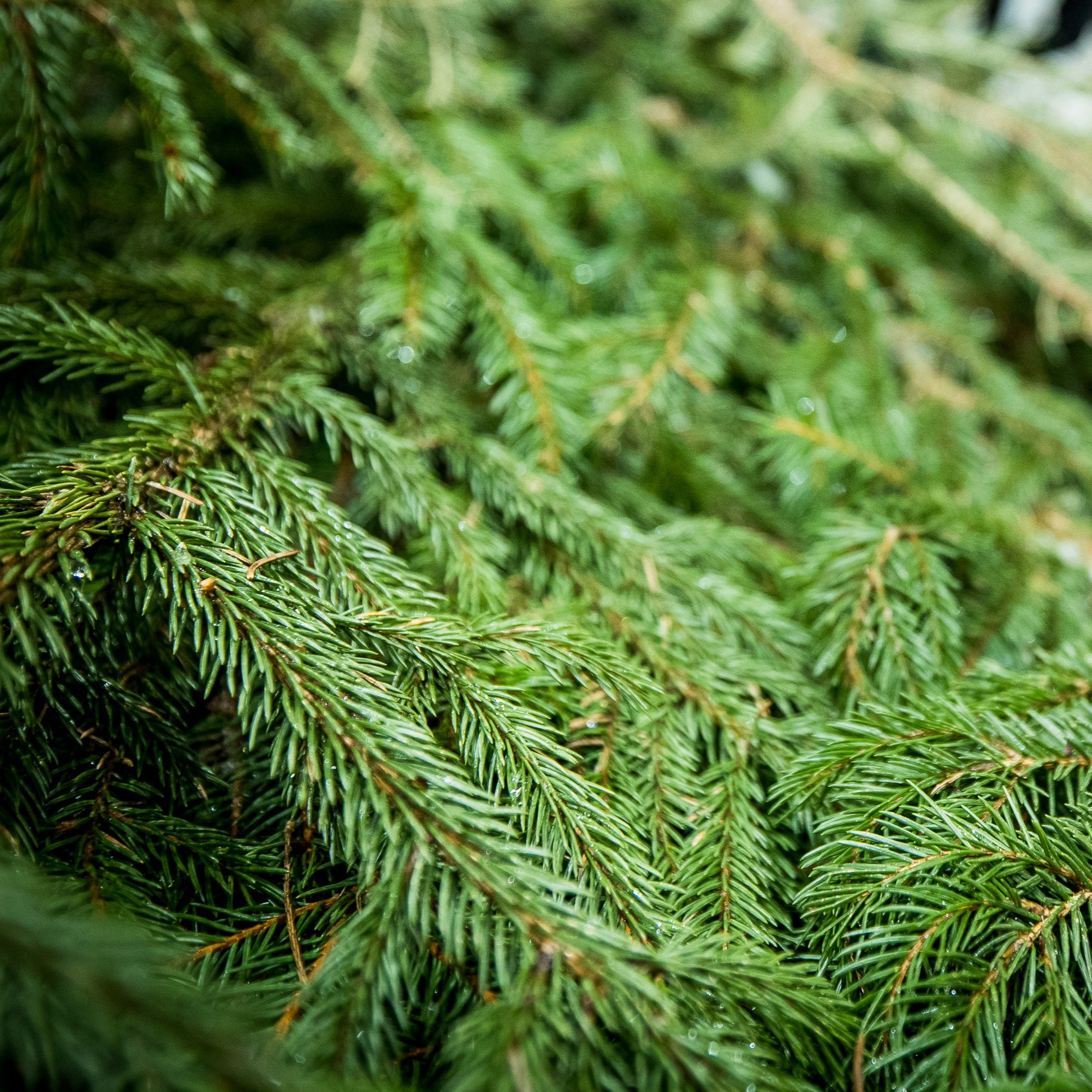 Kalėdų tradicija tęsiasi: miškininkai nemokamai dalins eglių ir pušų šakas 