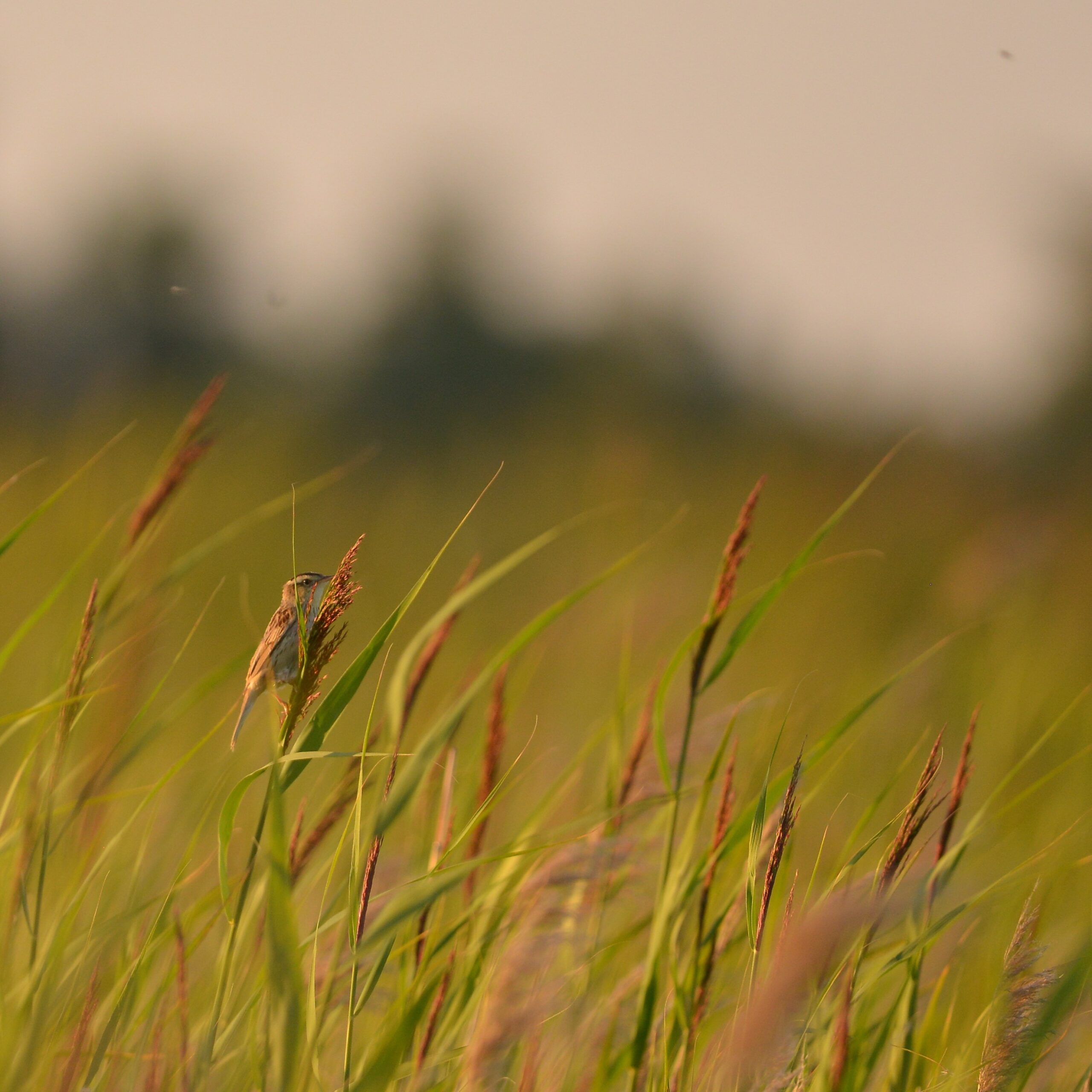 Saugomos rūšys atvirose teritorijose: miškininkystė neapsiriboja mišku