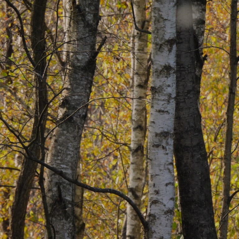 Projekto „LIFE ForestHabitatLT“ komanda susitiko su Aukštaitijos saugomų teritorijų direkcijos specialistais