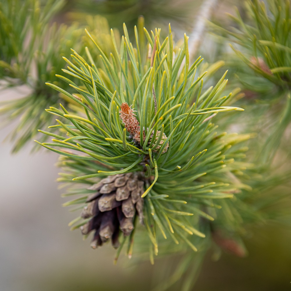 Naujas žingsnis gamtos išsaugojimui: saugomų teritorijų plėtra ir ekosistemų atkūrimas 