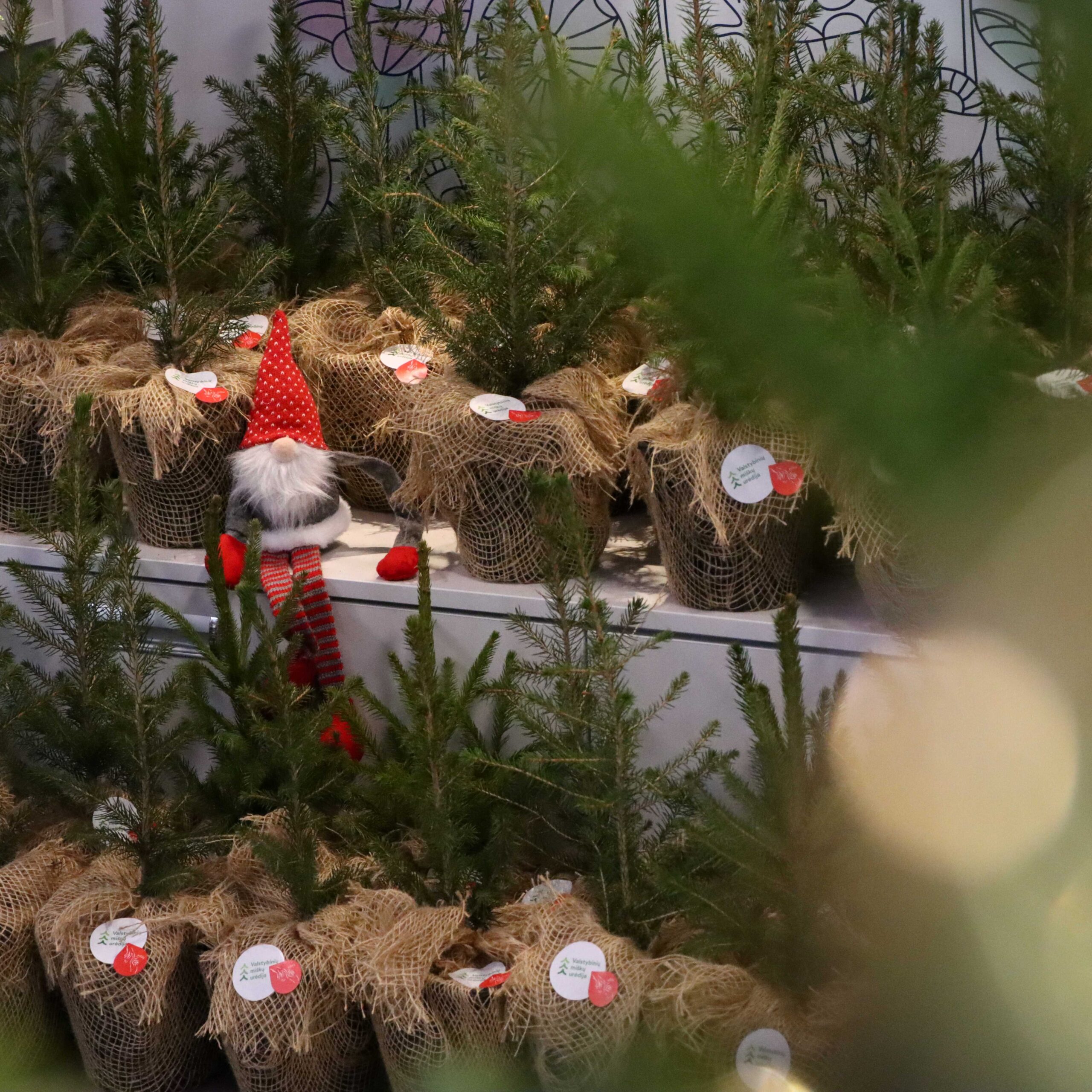 Akcija „Eglutė gyvenimui“ – miškininkų padėka kraujo donorams 