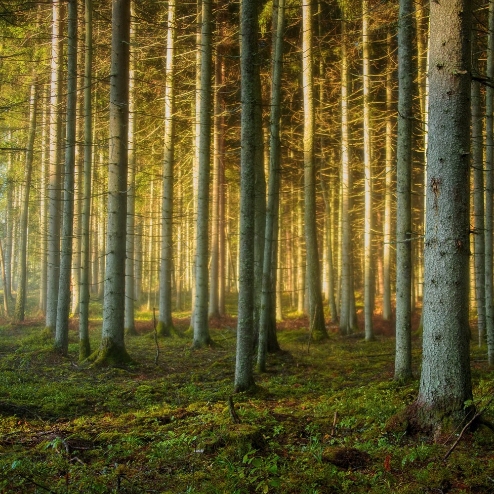 Miško ruošos darbai – viešai ir aiškiai: VMU pristato interaktyvų kirtimų žemėlapį