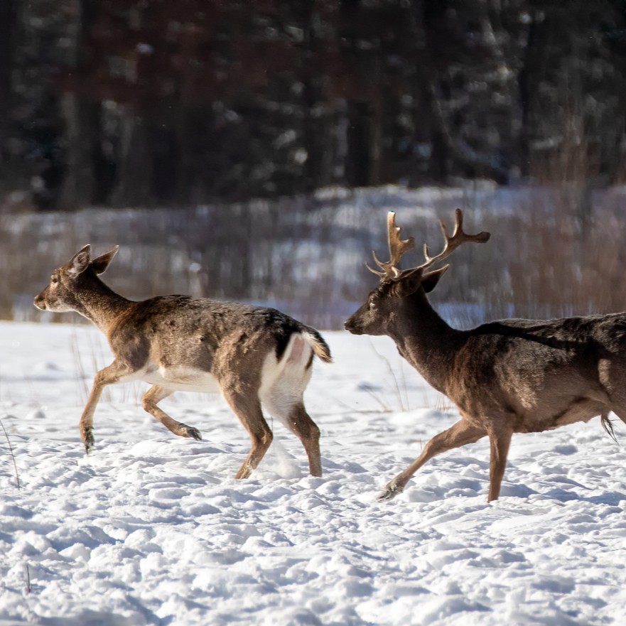 Sugrįžus tikrai žiemai, miškuose prasidėjo baltasis badas