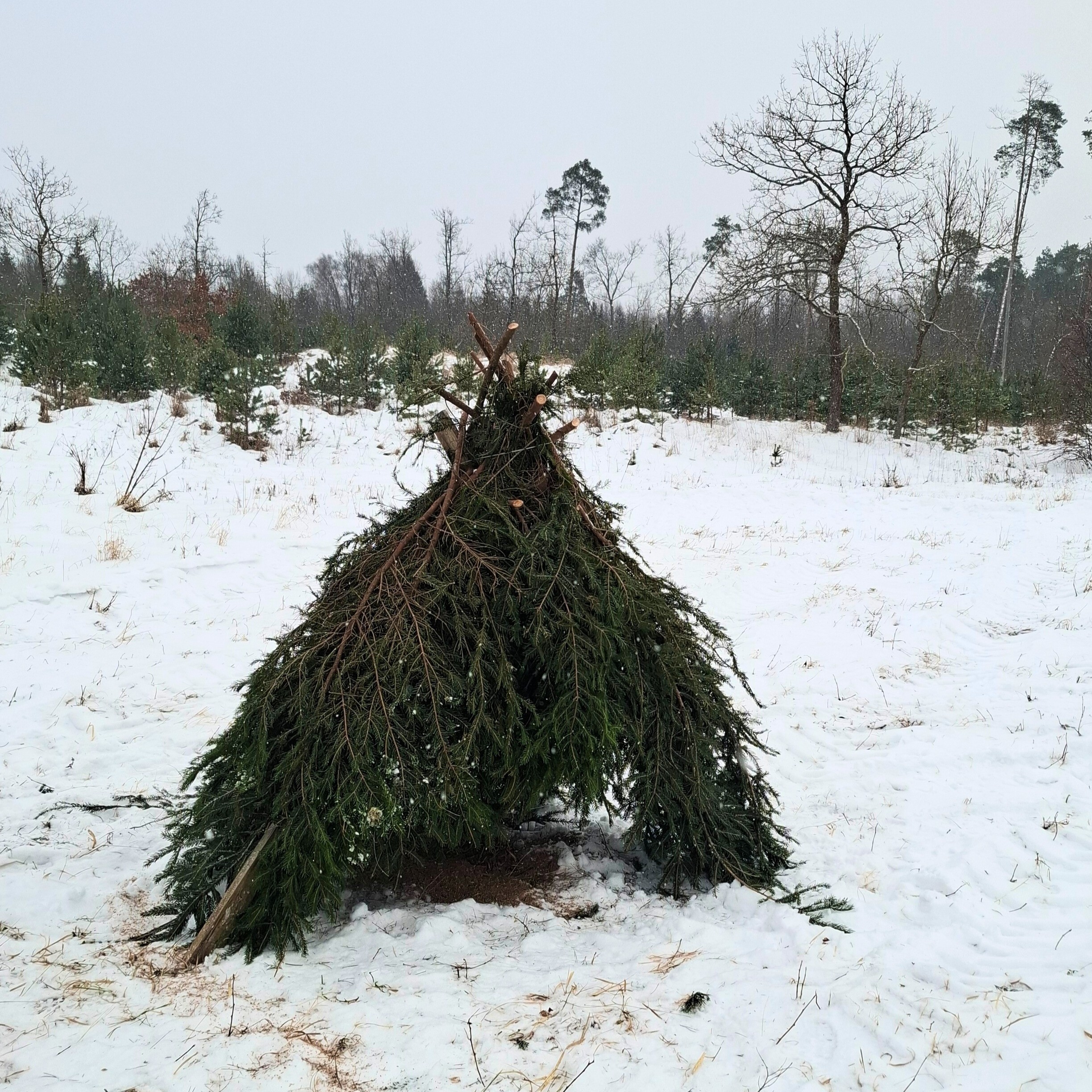 Miškininkai imasi iniciatyvos – gelbėja sudėtingomis sąlygomis žiemojančias kurapkas