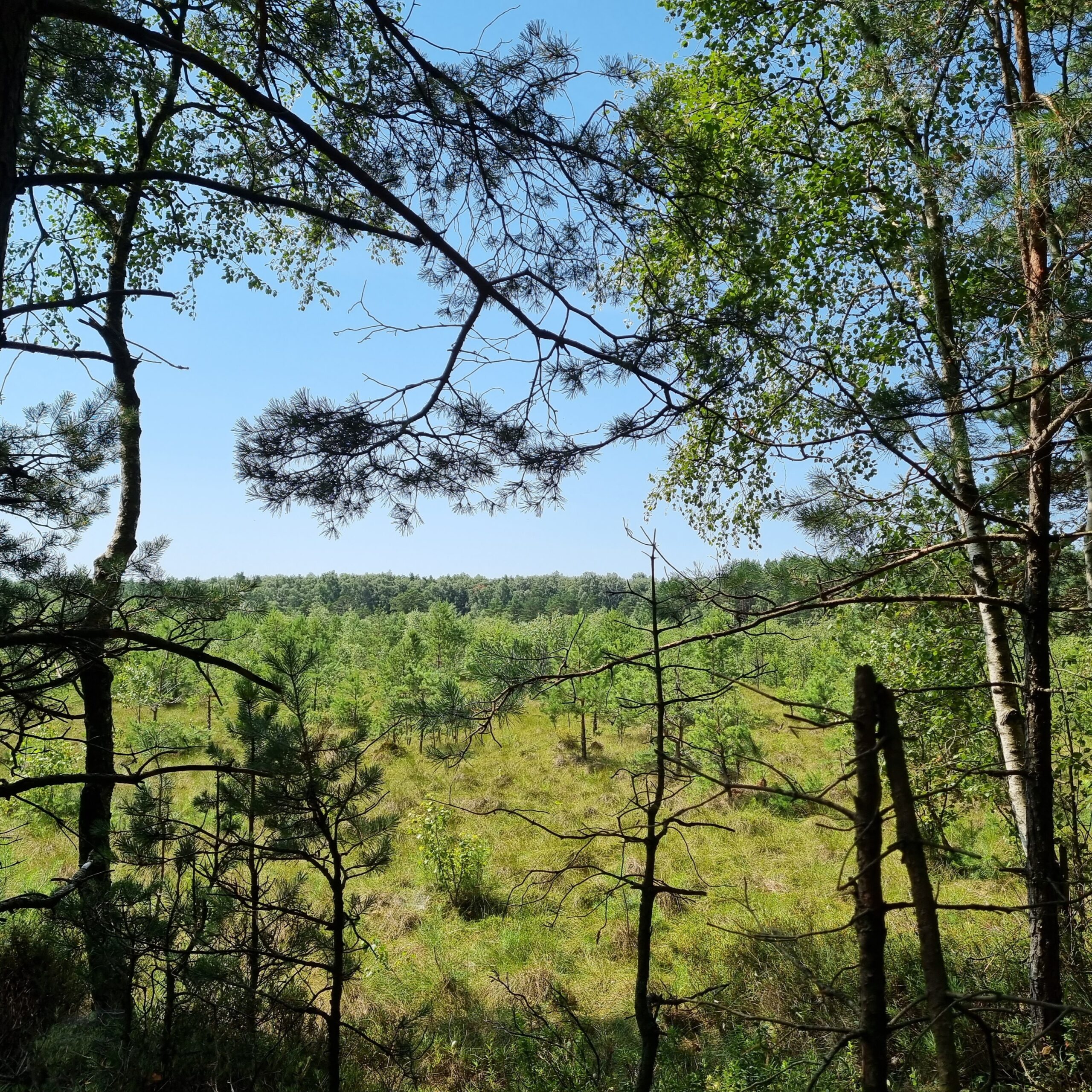 Pasaulinė pelkių diena: pelkės, kurias verta aplankyti  