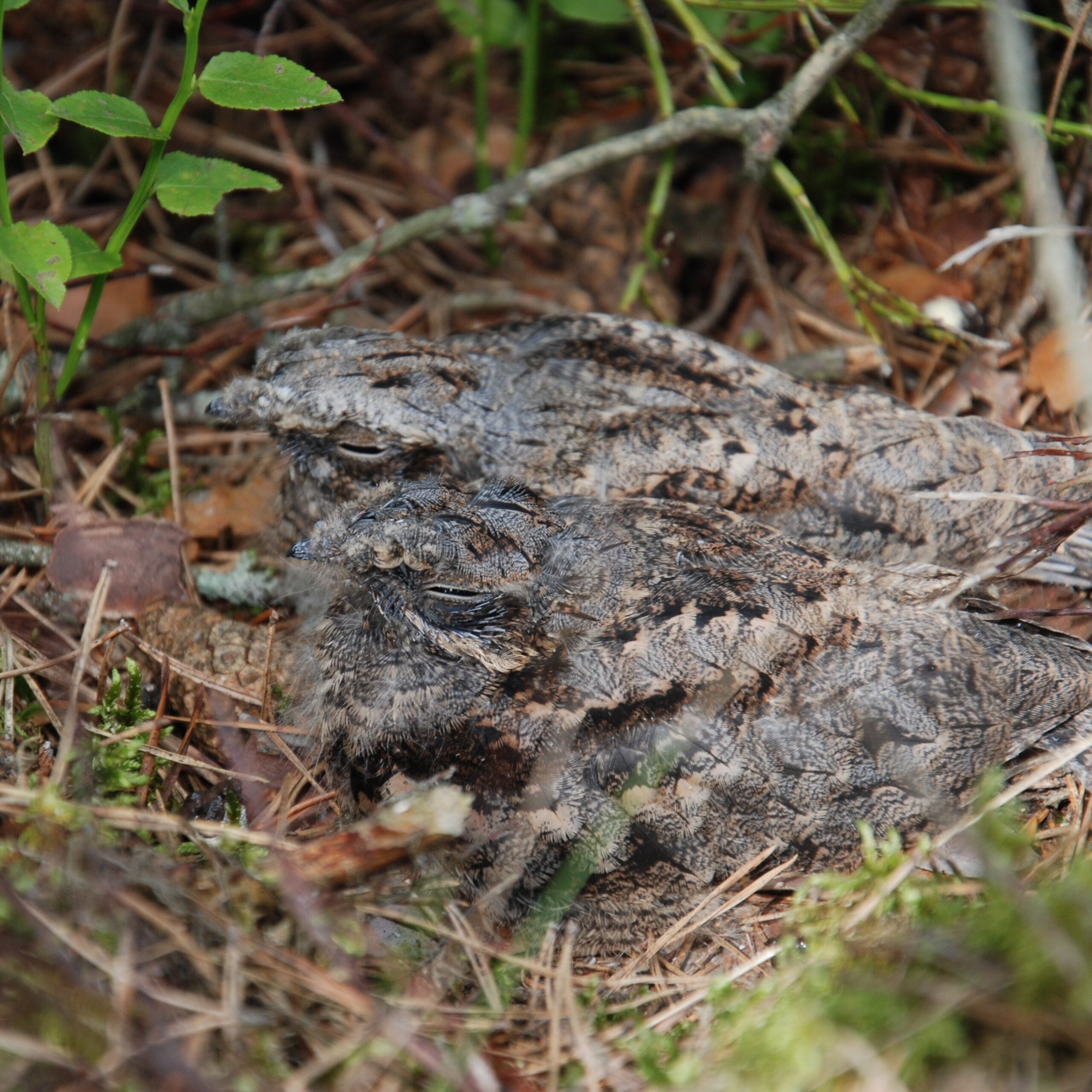Miško darbai „Natura 2000“ teritorijose: mitai ir realybė 