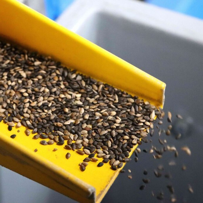 Vienintelė Lietuvoje kankorėžių aižykla: kaip Dubravoje ruošiamos sėklos ateities miškams 