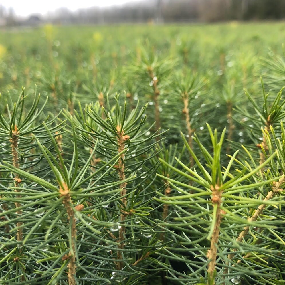 Nemenčinės medelynas po modernizacijos: pajėgumai išaugs iki 7 mln. sodmenų per metus