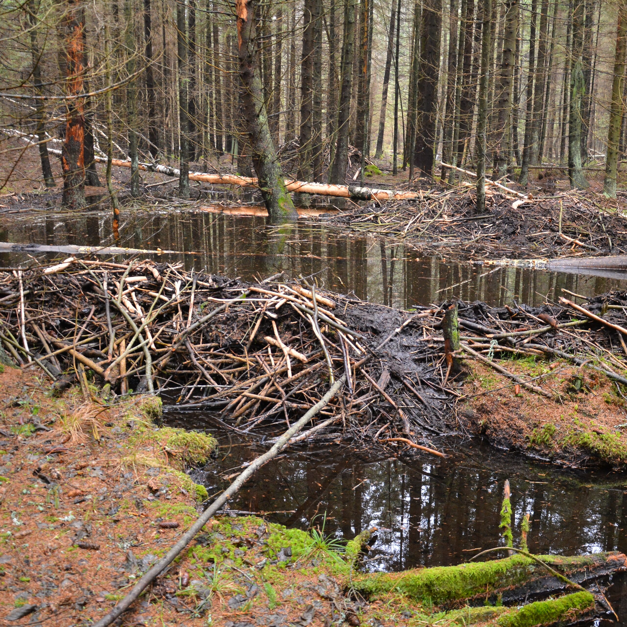 Bebrai – gamtos inžinieriai, kurių pavasarinė veikla kelia iššūkių