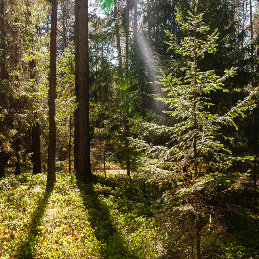 Kovo 21-oji – Tarptautinė miškų diena!