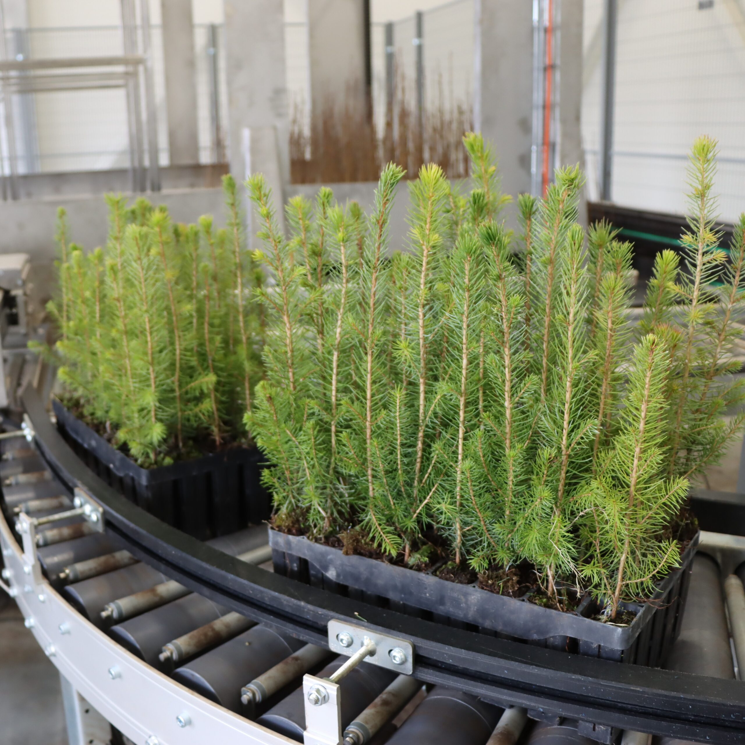 Panevėžio medelyne pradėjo veikti moderni sėklų saugykla