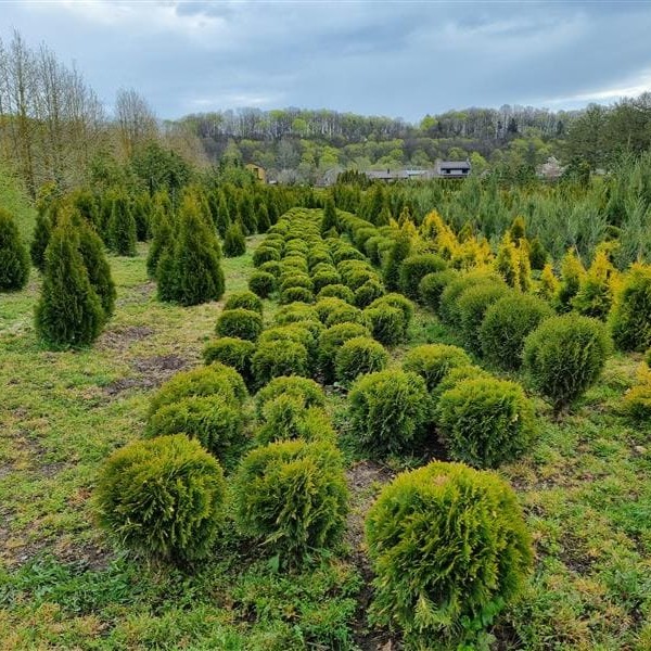 Artėjant sodinimo sezonui – specialistų patarimai, kaip išsirinkti augalus