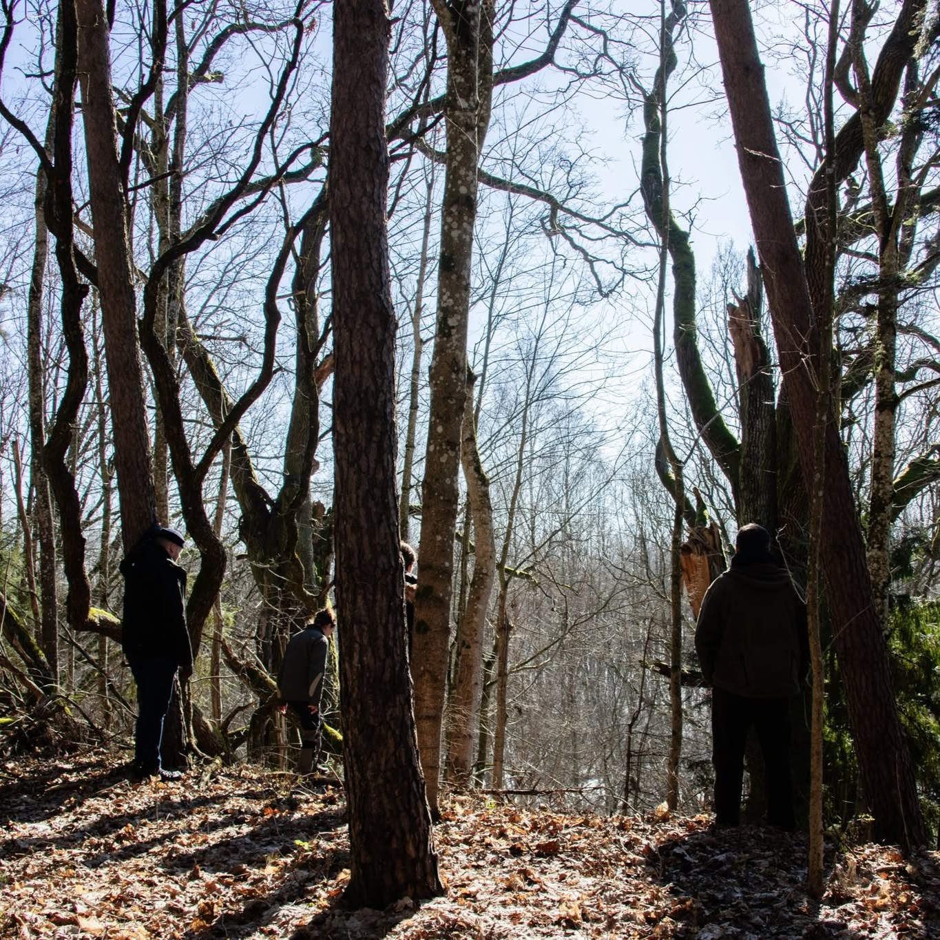 Tarptautinė miškų diena: VMU kviečia į nemokamus miško terapijos užsiėmimus