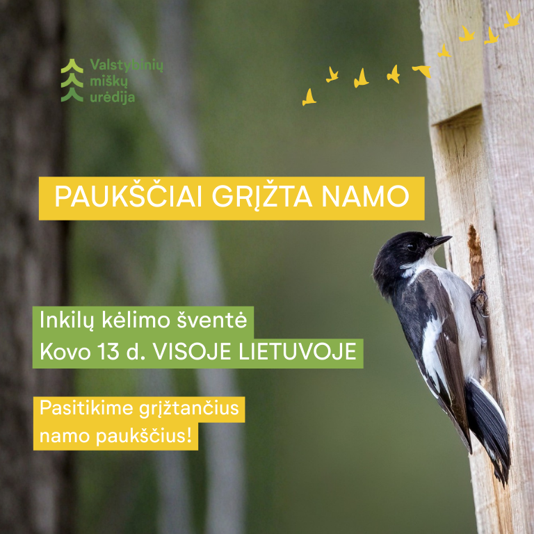 „Paukščiai grįžta namo“: visoje Lietuvoje tęsiama šimtametė inkilų kėlimo tradicija