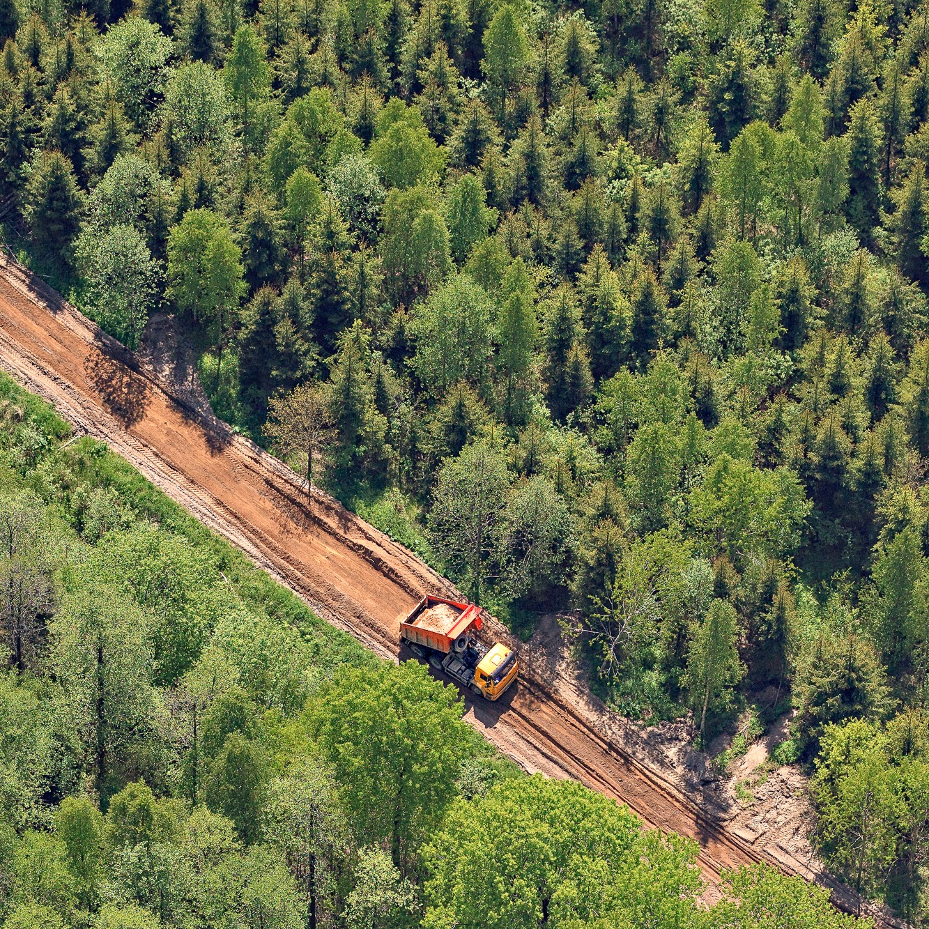Miškininkų pavasariniai darbai: sodina milijonus medžių ir tvarko miško kelius