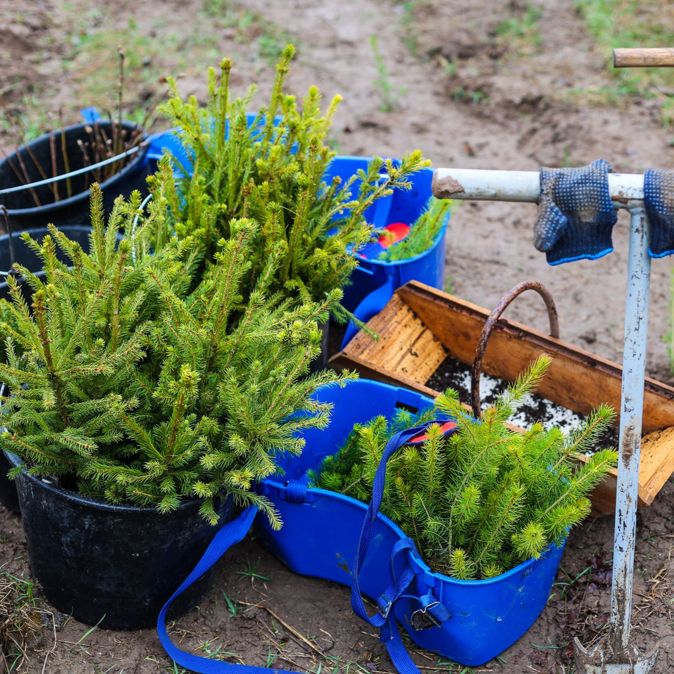 Kodėl sodiname mišką: faktai vietoje mitų
