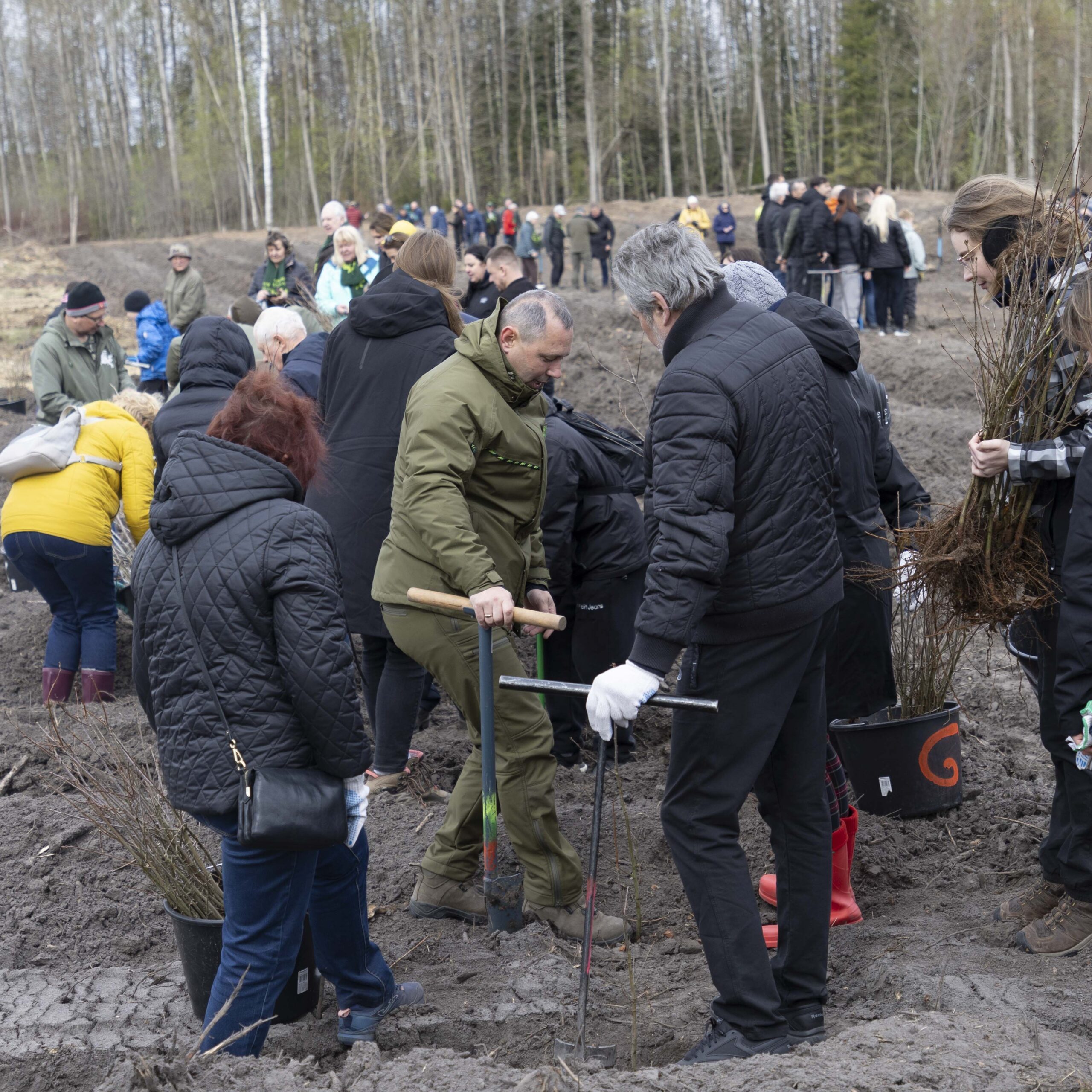 Nacionalinis miškasodis Prezidento V. Adamkaus 100-mečiui: visoje Lietuvoje pasodinta daugiau nei 155 tūkst. ąžuolų