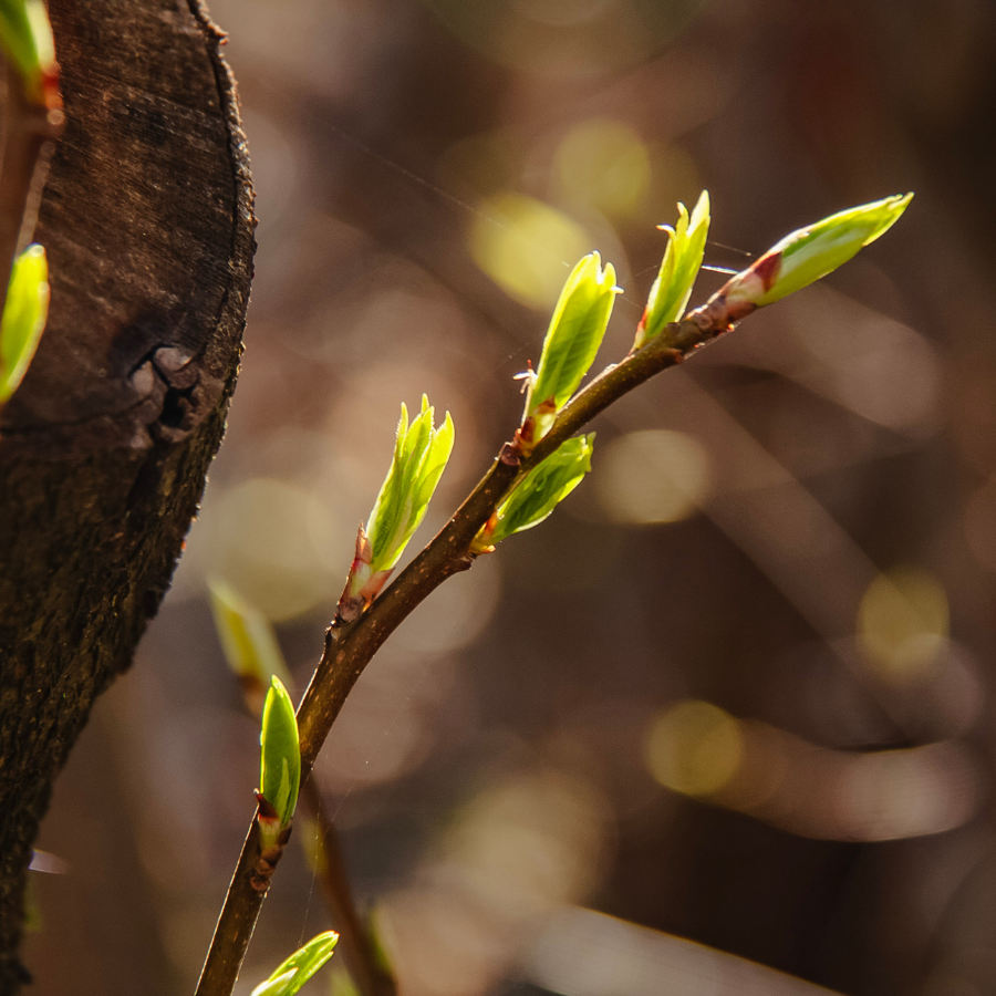 Sveikiname su šv. Velykomis!